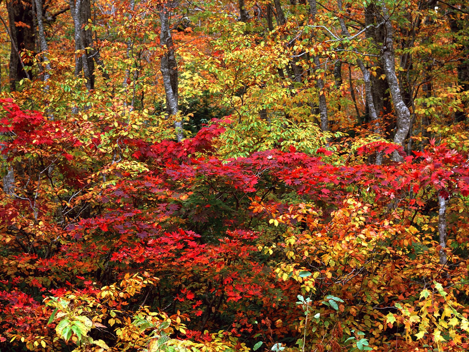 紅葉高清壁紙專輯 #15 - 1600x1200