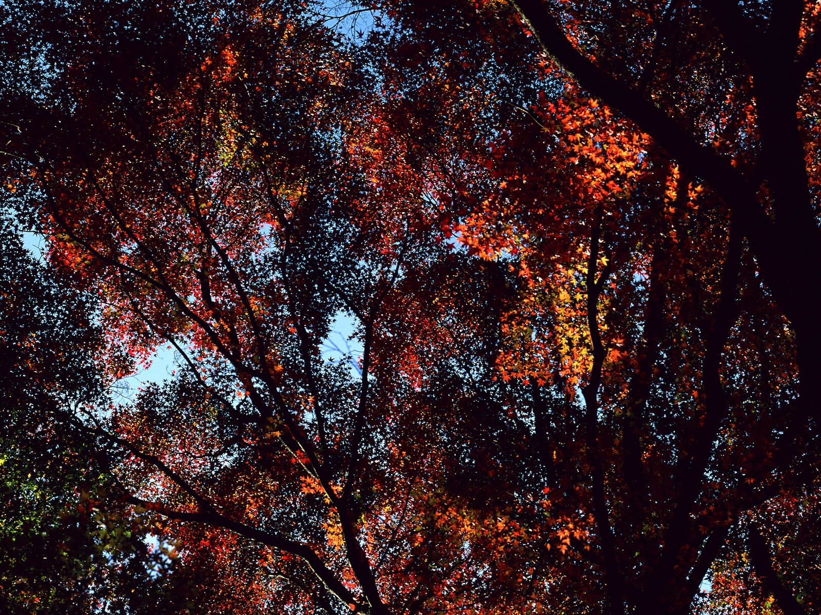 紅葉高清壁紙專輯 #16 - 1600x1200