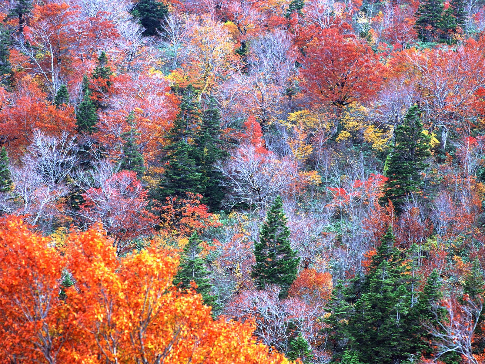 紅葉高清壁紙專輯 #19 - 1600x1200