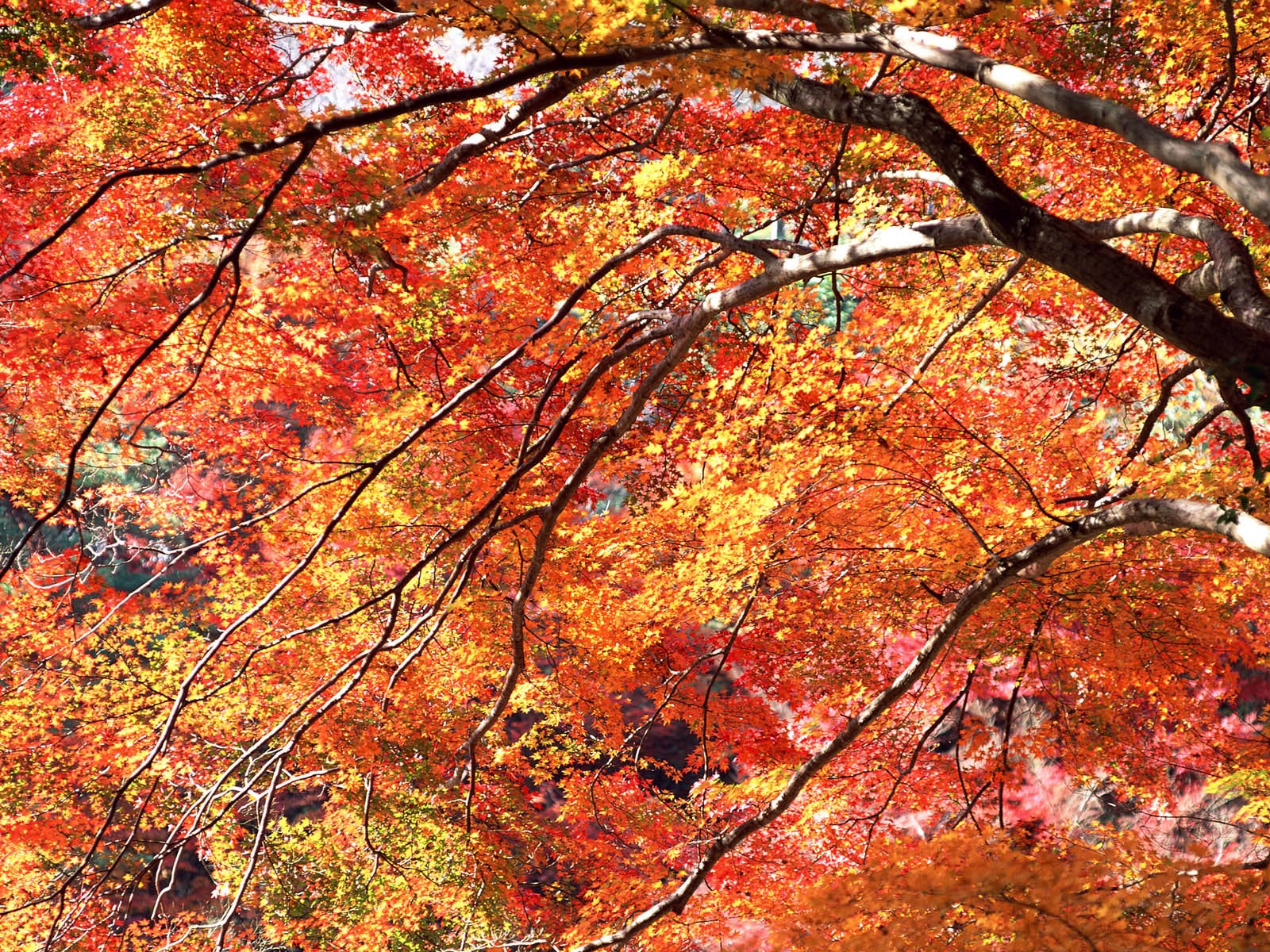 紅葉高清壁紙專輯 #20 - 1600x1200