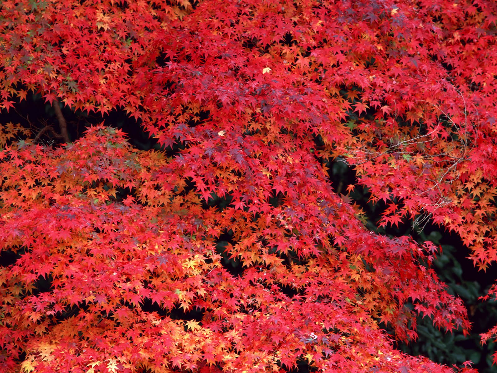 红叶高清壁纸专辑24 - 1600x1200