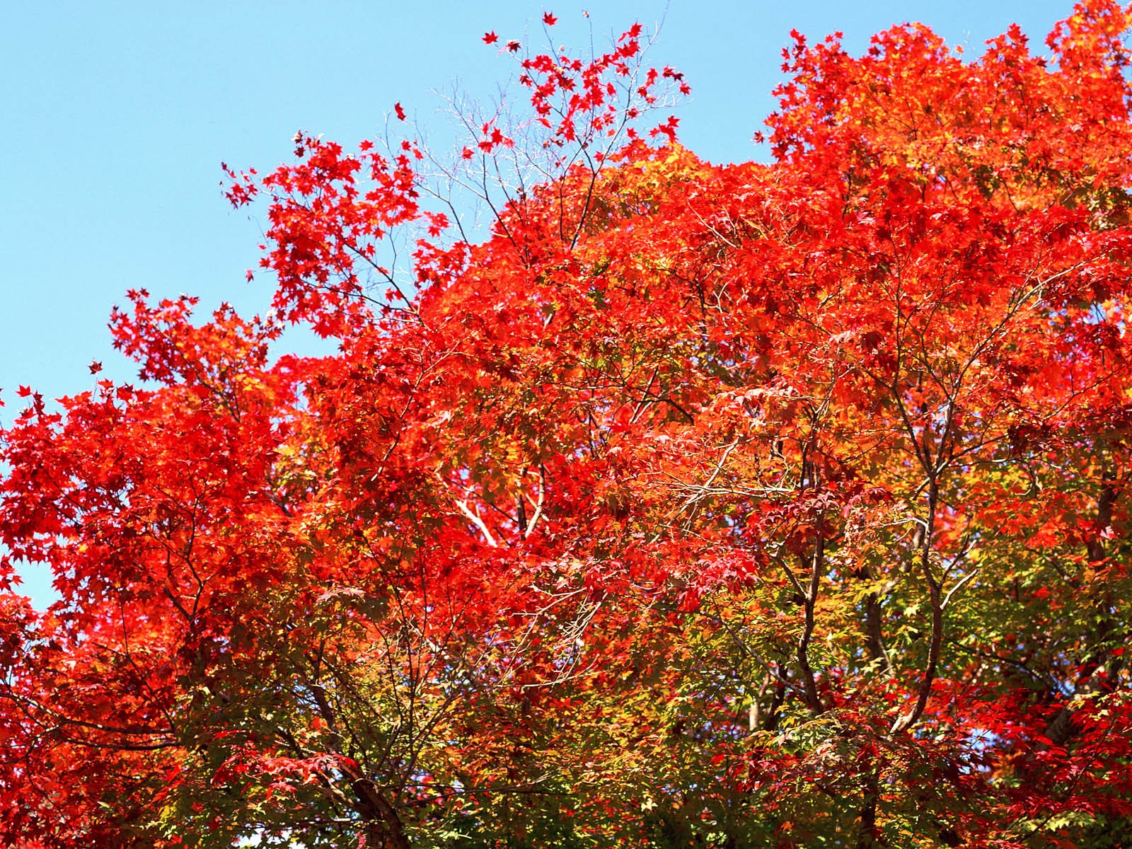 紅葉高清壁紙專輯 #25 - 1600x1200