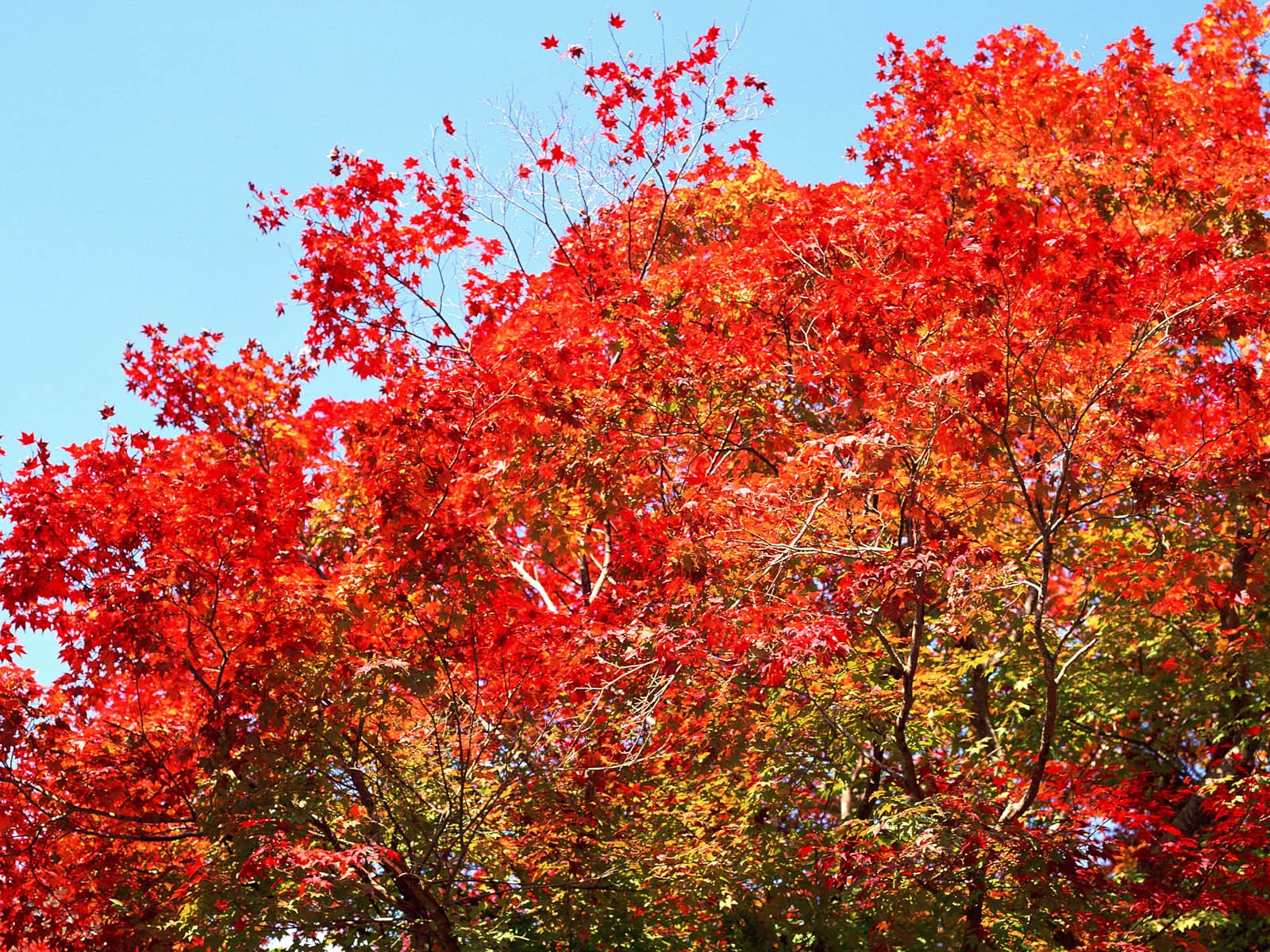 红叶高清壁纸专辑25 - 1600x1200