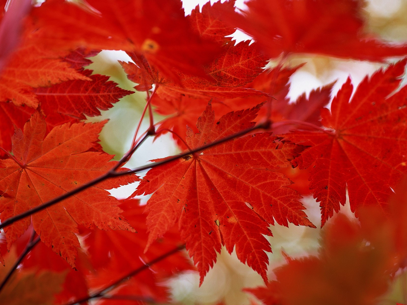 紅葉高清壁紙專輯 #28 - 1600x1200