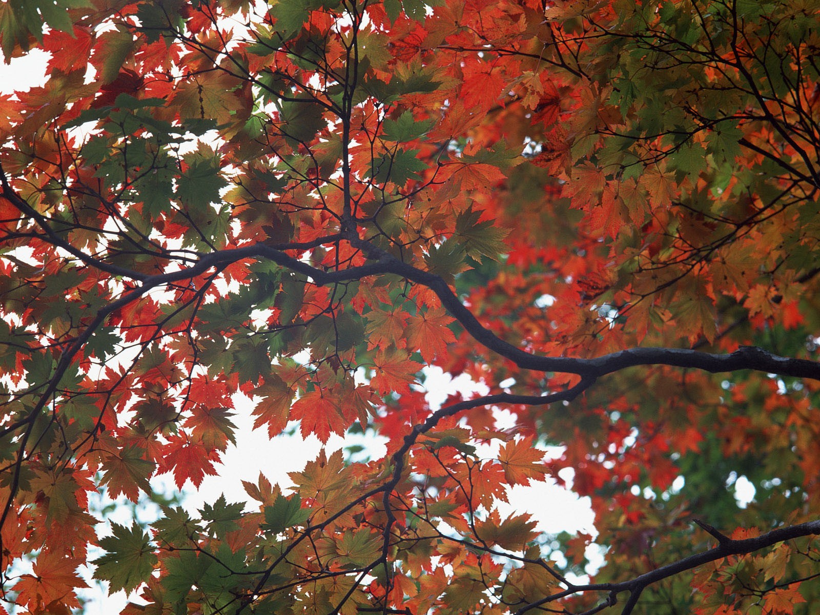 紅葉高清壁紙專輯 #30 - 1600x1200