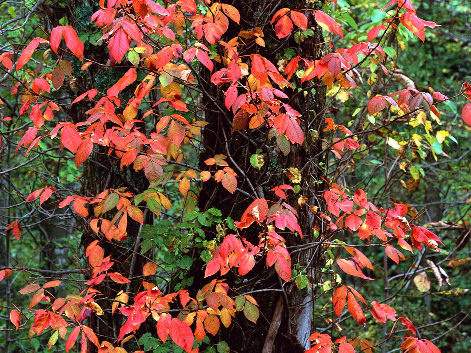 紅葉高清壁紙專輯 #32 - 1600x1200