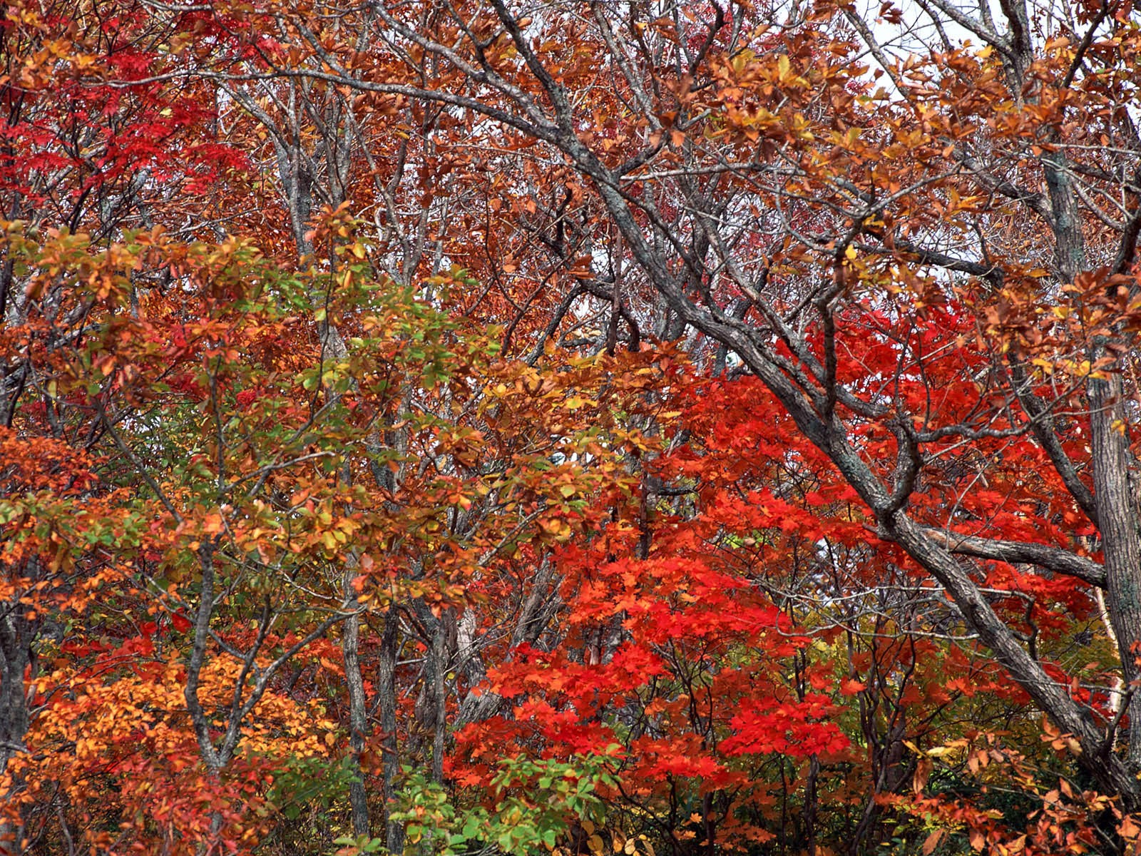 紅葉高清壁紙專輯 #33 - 1600x1200