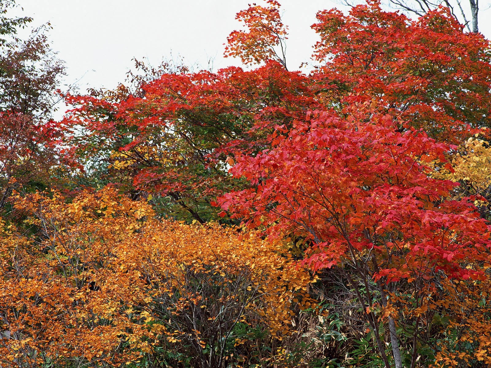 단풍이 배경 화면의 HD 앨범 #34 - 1600x1200