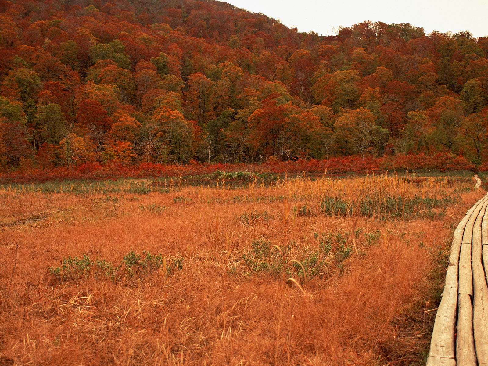 紅葉高清壁紙專輯 #37 - 1600x1200