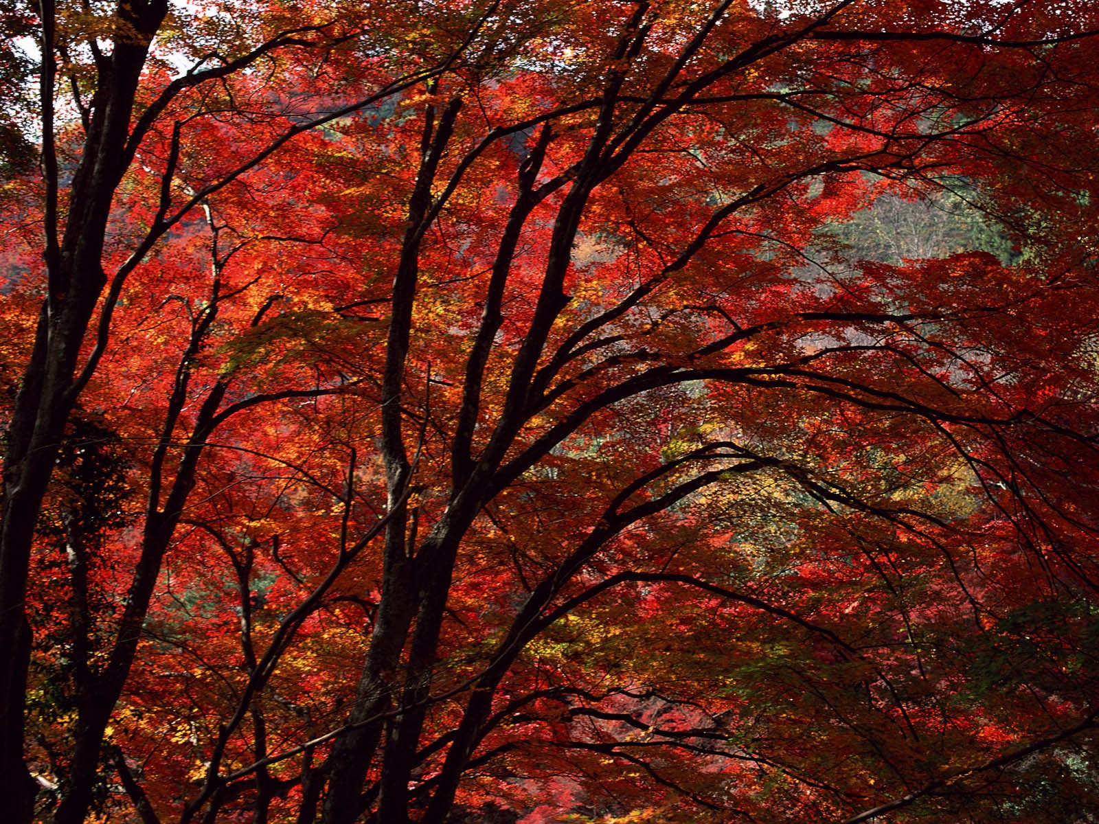 紅葉高清壁紙專輯 #38 - 1600x1200