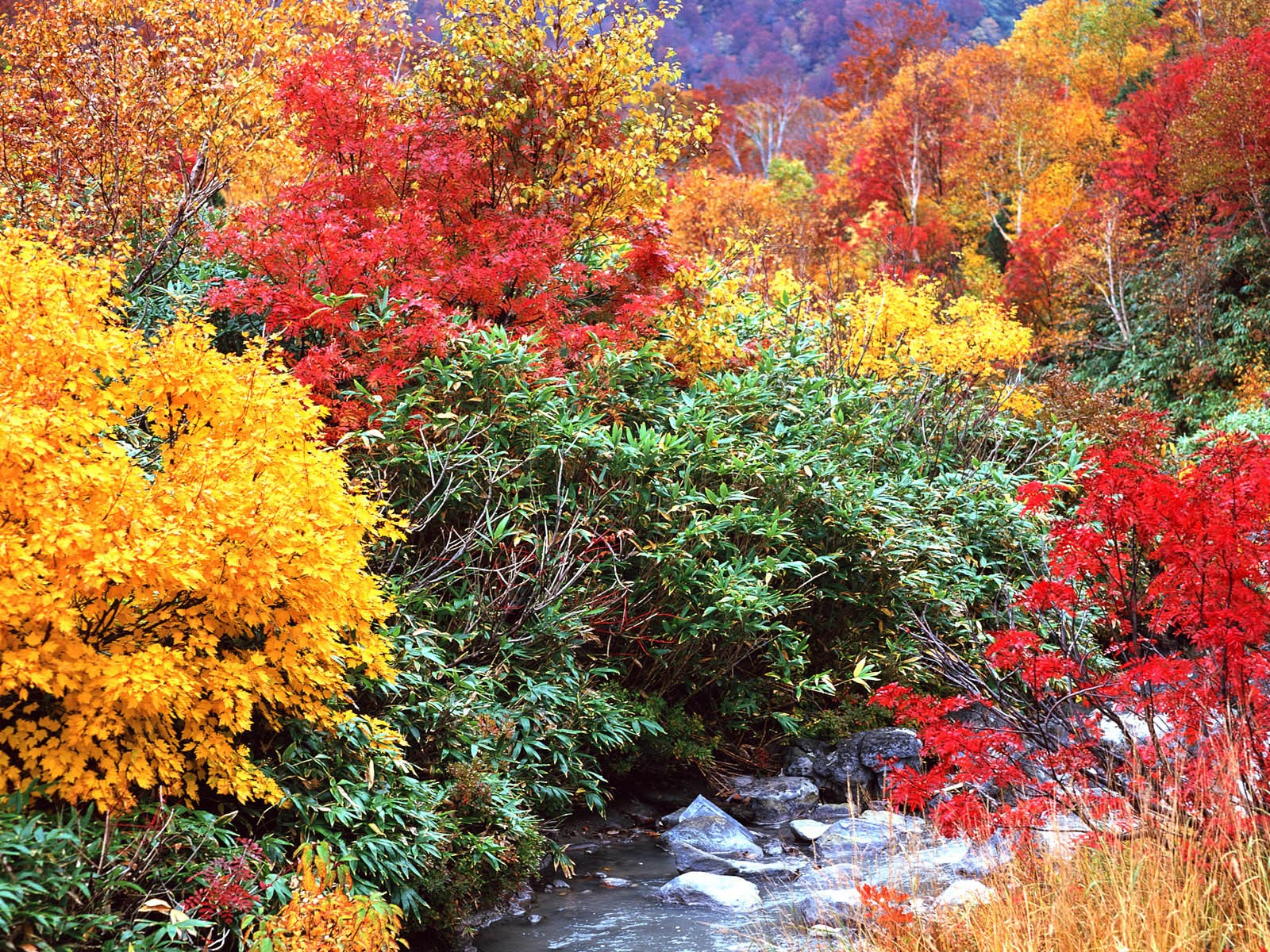 紅葉高清壁紙專輯 #39 - 1600x1200