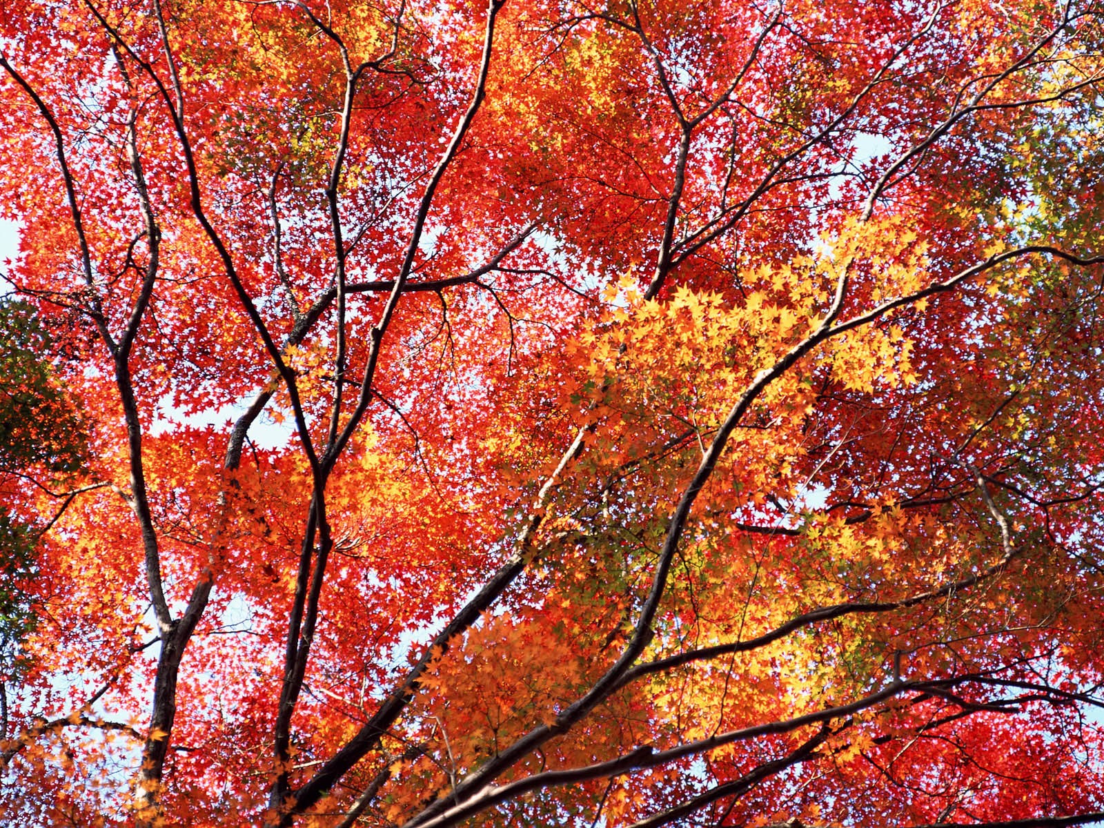 紅葉高清壁紙專輯 #40 - 1600x1200