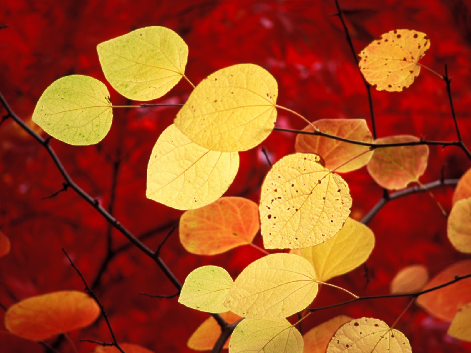 Windows7 系統自帶壁紙 #1 - 1600x1200
