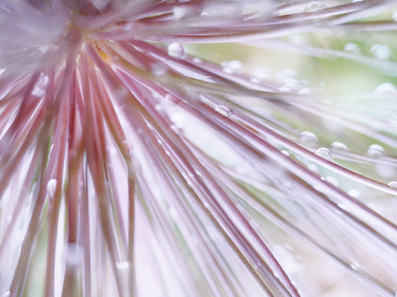 Windows7 系統自帶壁紙 #2 - 1600x1200