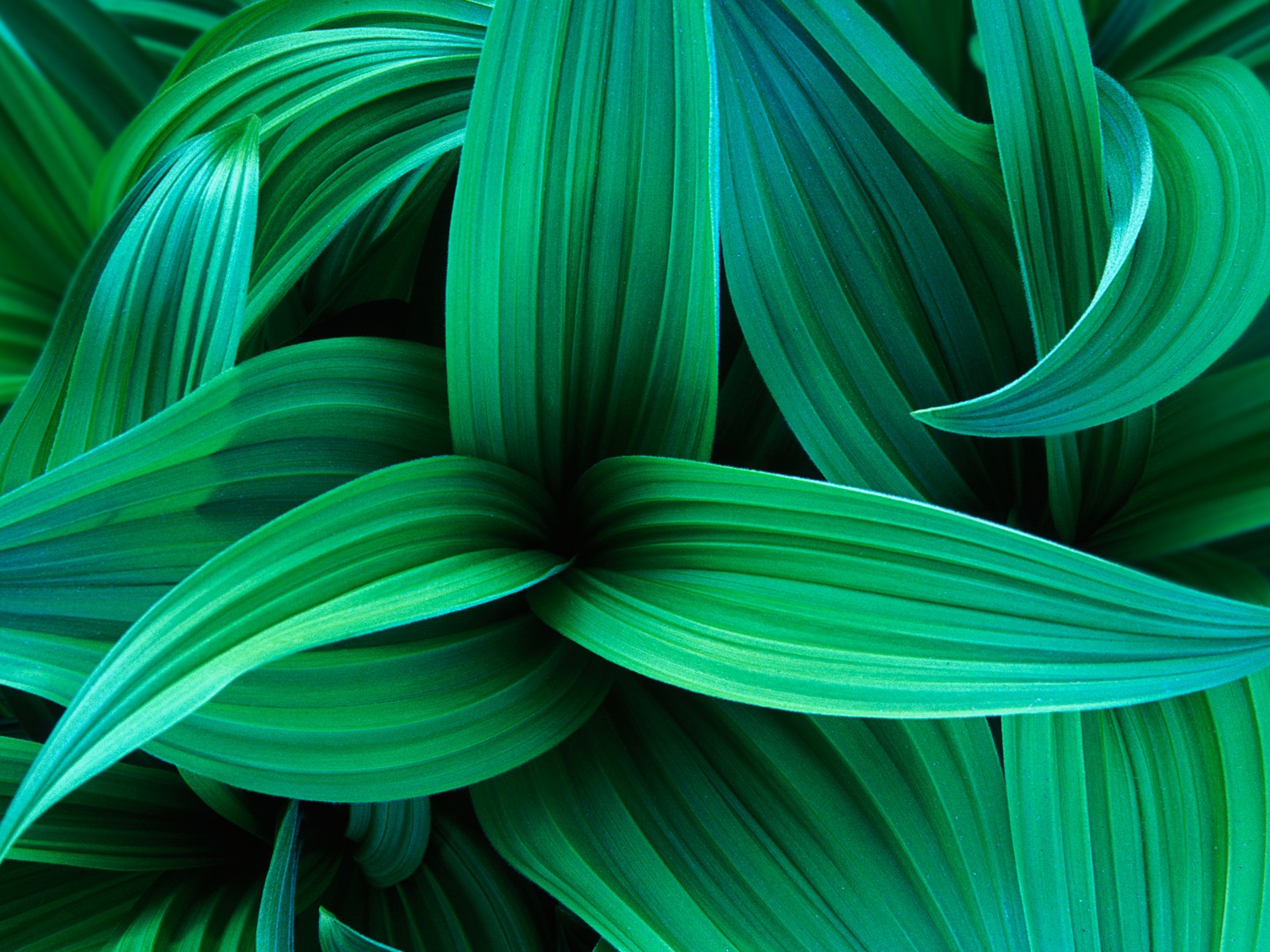 Windows7 systém je dodáván s wallpaper #24 - 1600x1200