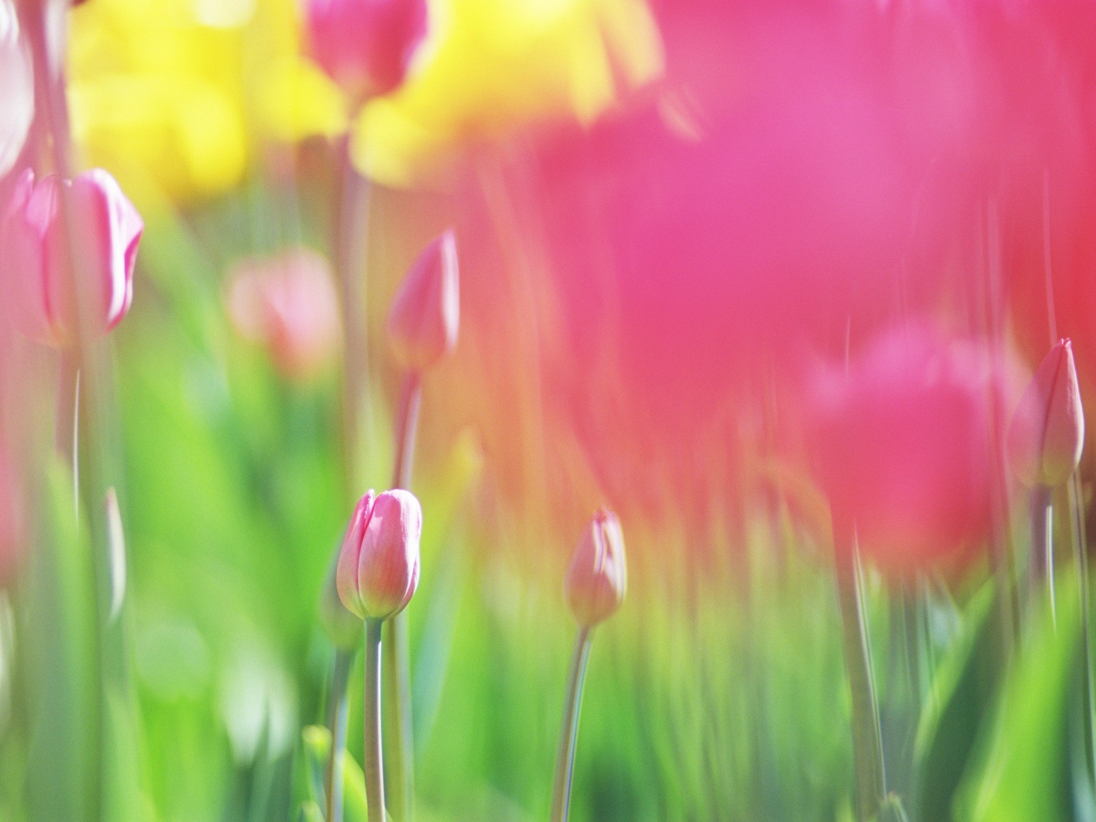 柔焦朦朧浪漫花卉壁紙 #5 - 1600x1200