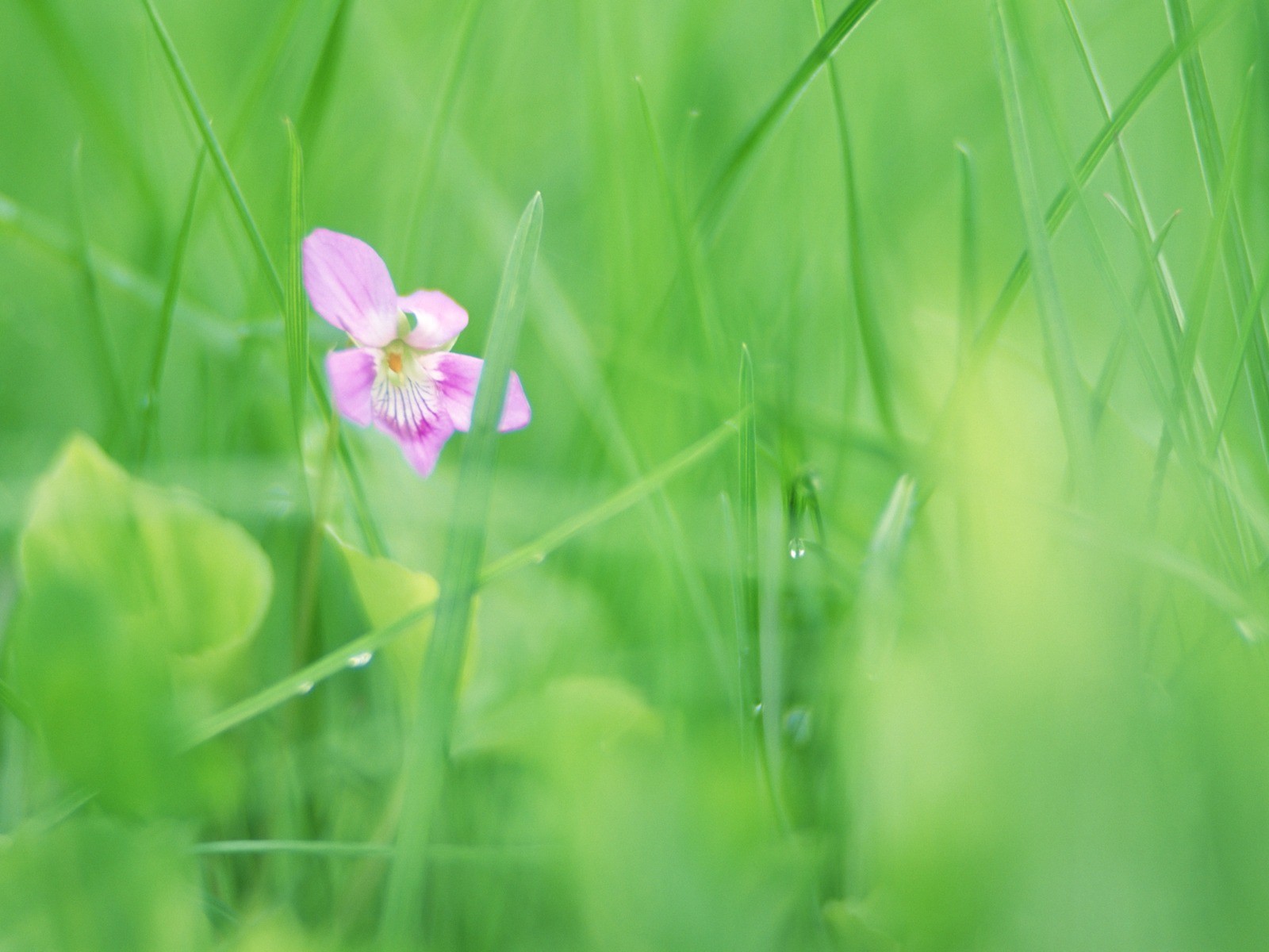 Soft Focus Flower Wallpaper #9 - 1600x1200