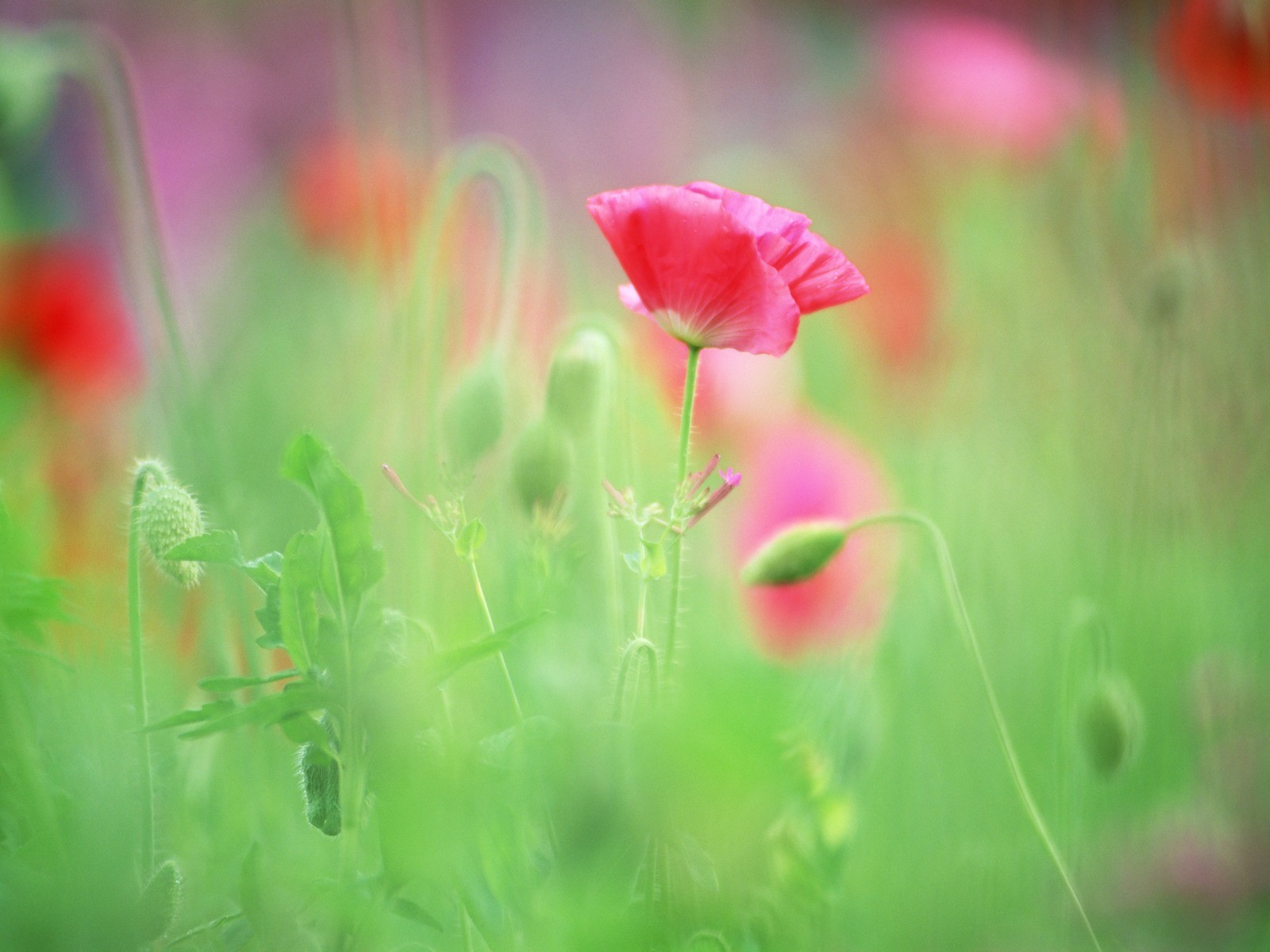 Soft Focus Flower Wallpaper #10 - 1600x1200