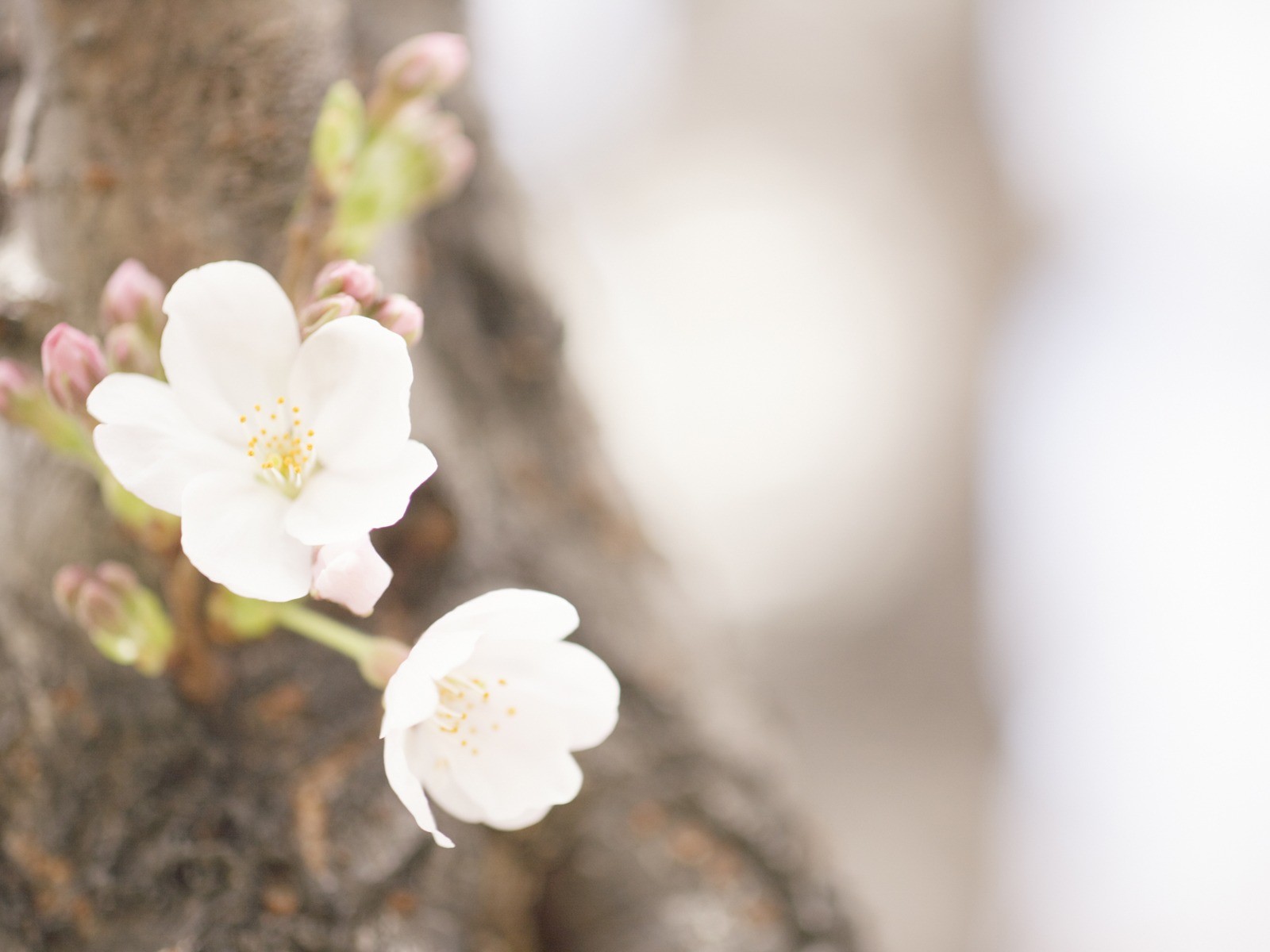 Soft Focus Flower Wallpaper #14 - 1600x1200