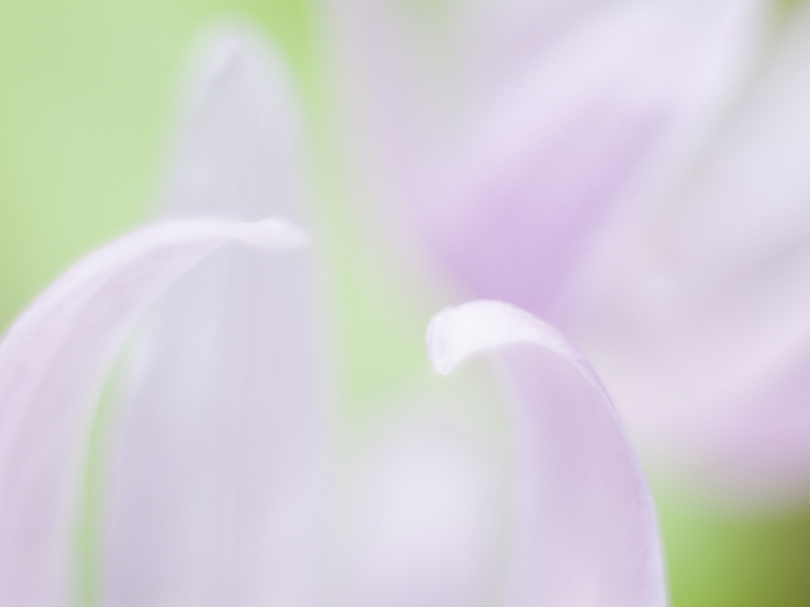 Fond d'écran Flower Soft Focus #19 - 1600x1200