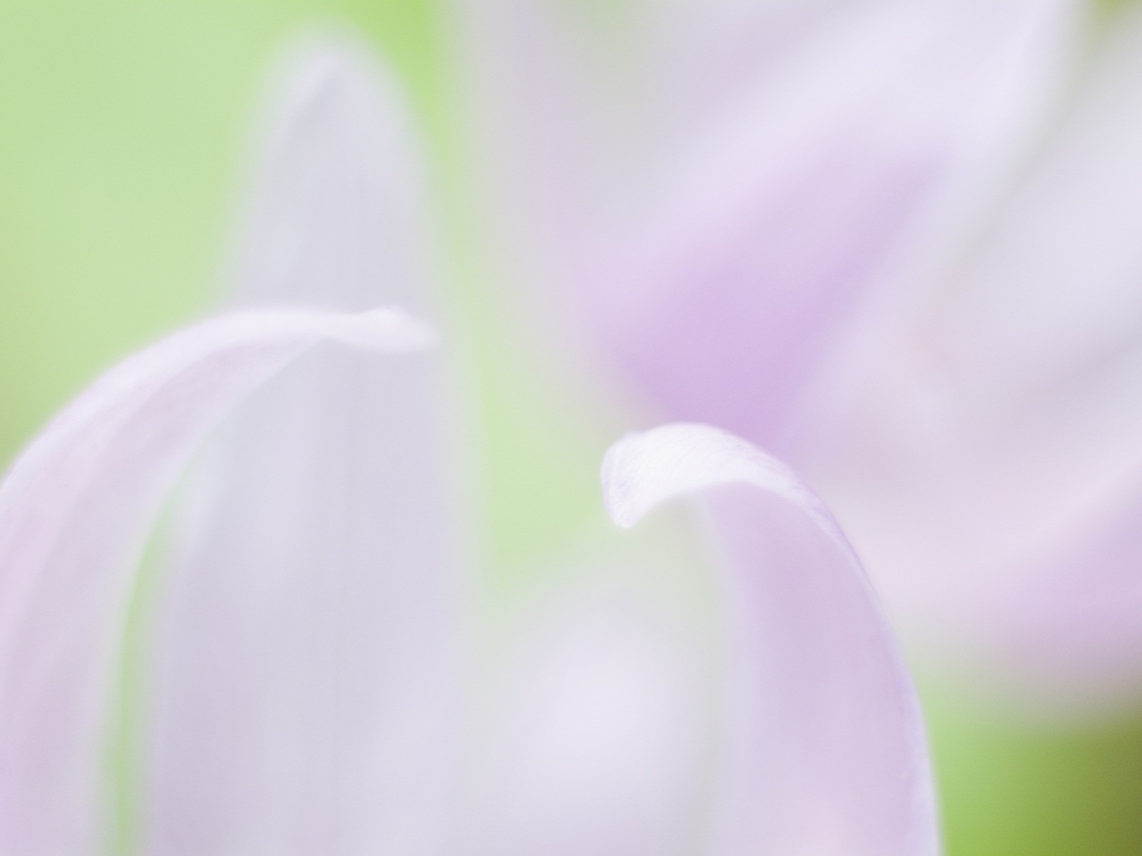 柔焦朦朧浪漫花卉壁紙 #19 - 1600x1200