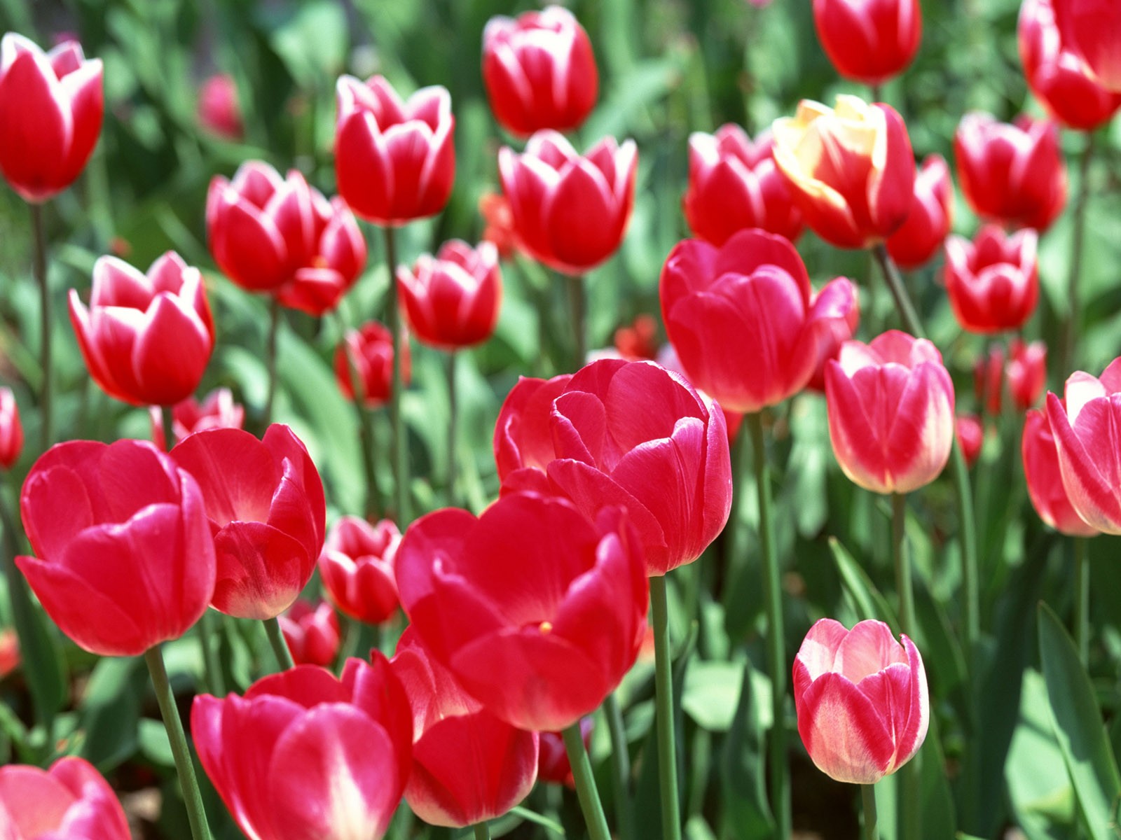 Tulip HD Tapety Album #1 - 1600x1200