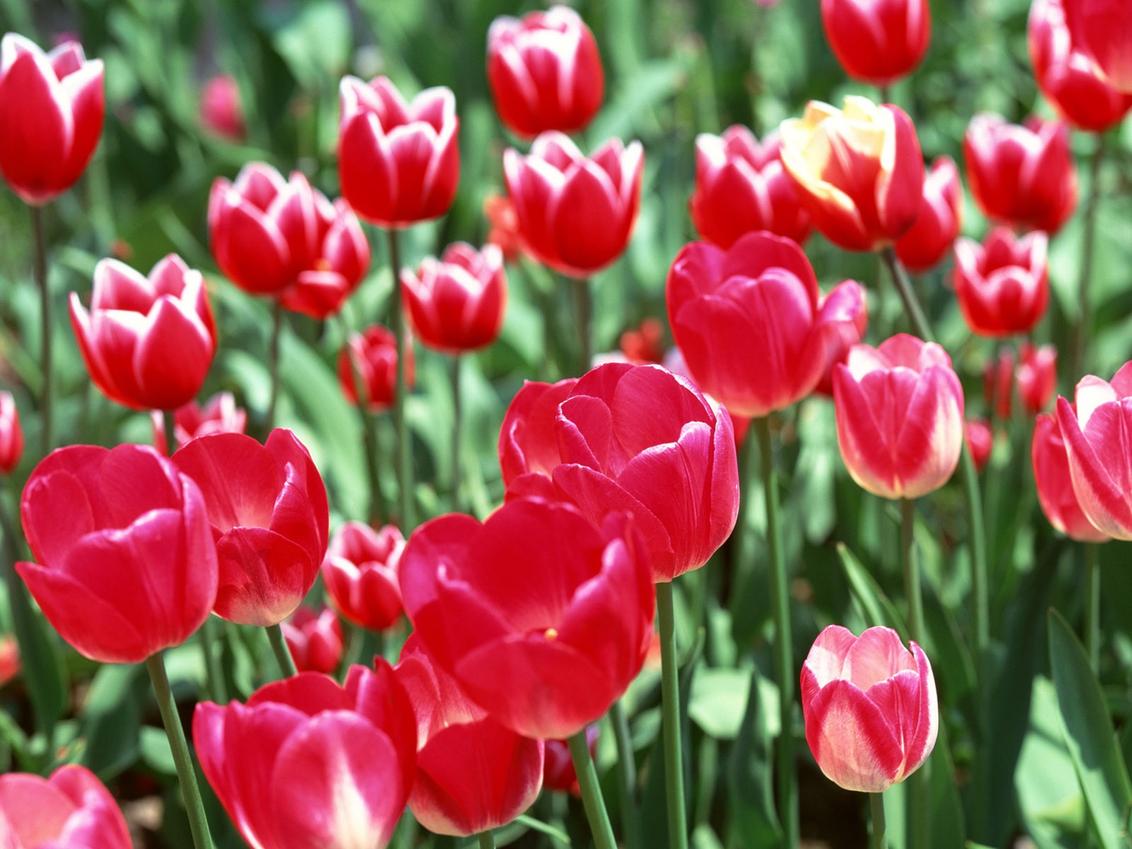 Tulip HD Wallpapers Album #1 - 1600x1200