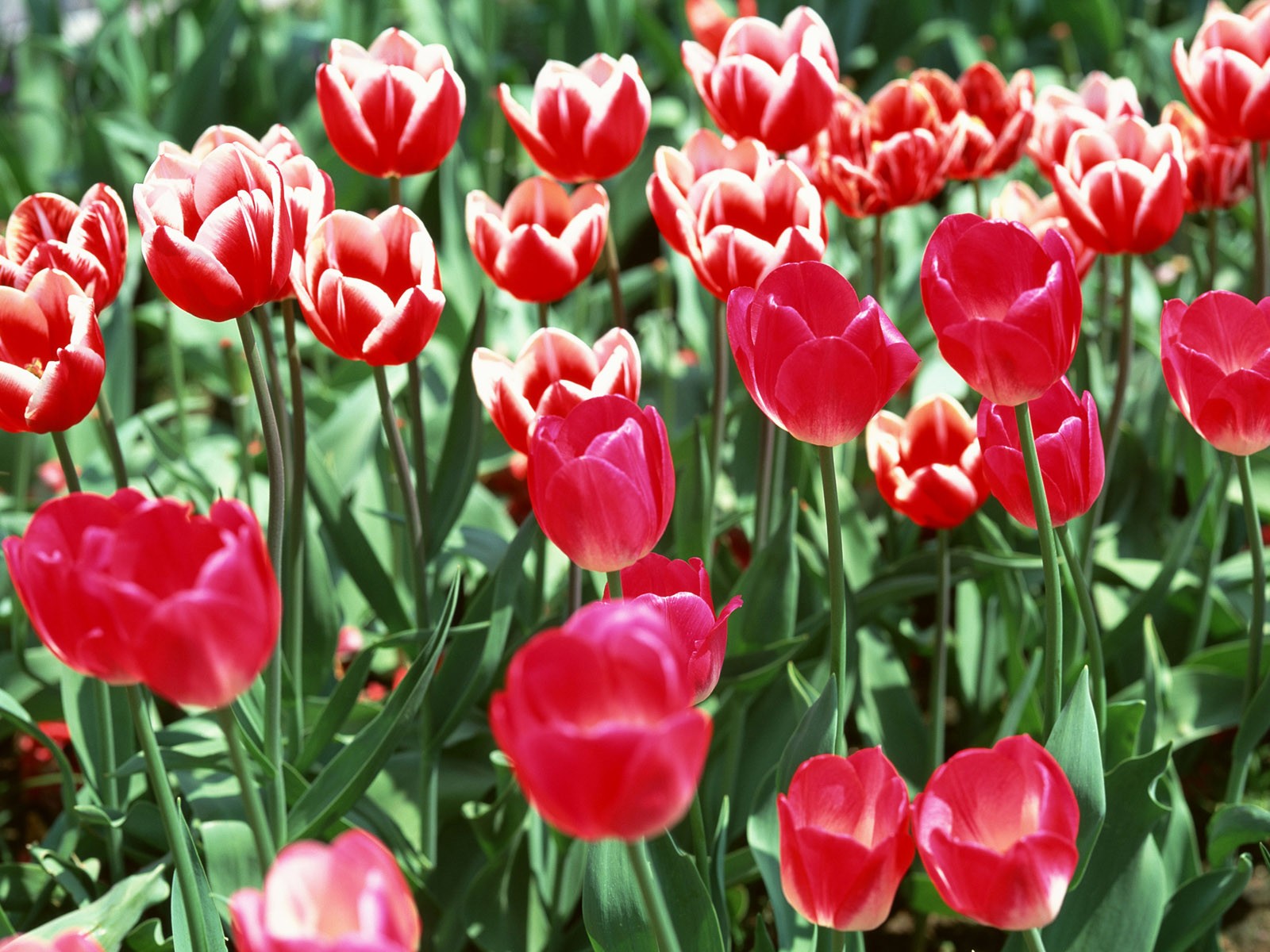 Tulip HD Wallpapers Album #3 - 1600x1200