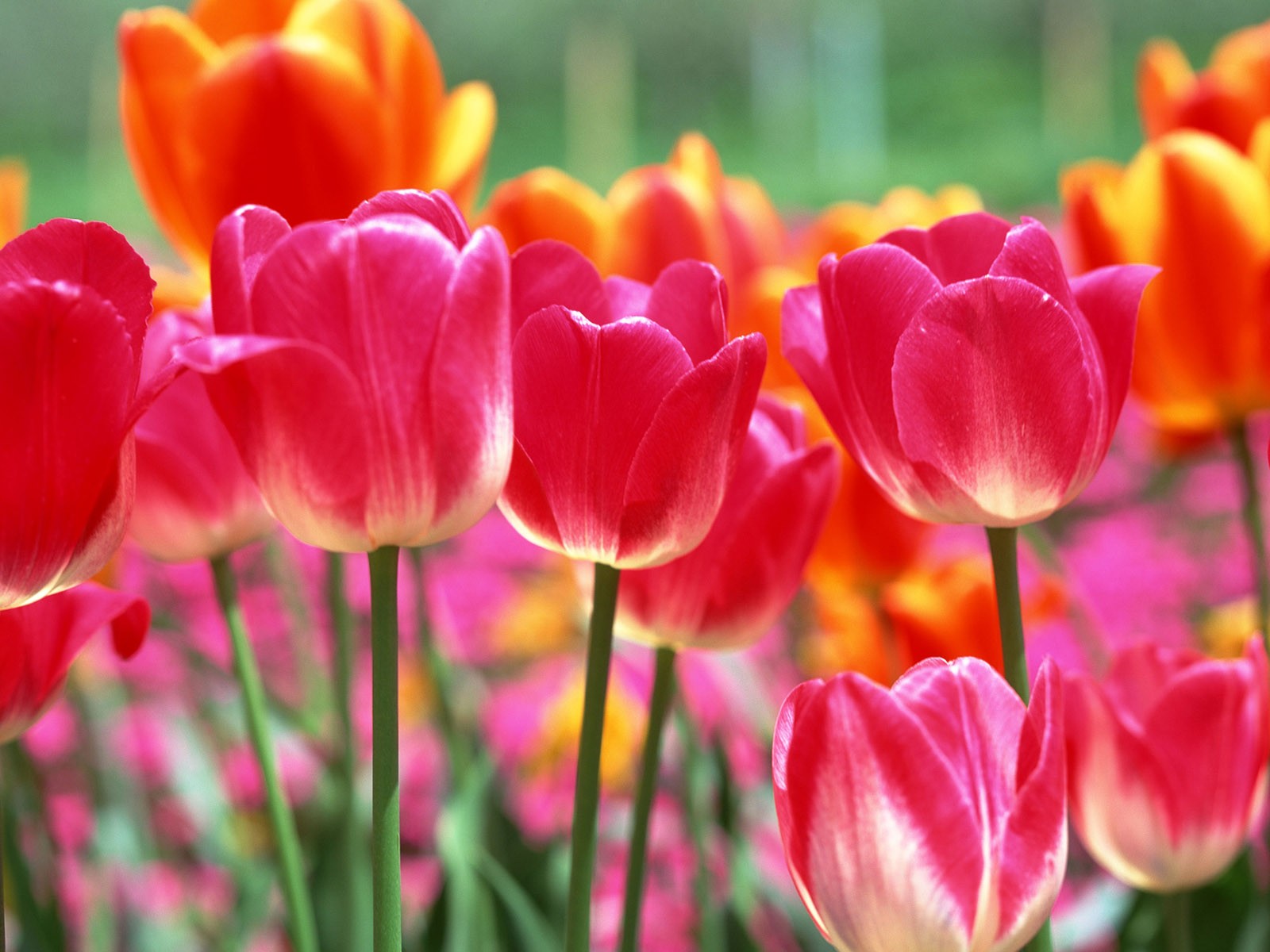 Tulip HD Wallpapers Album #4 - 1600x1200