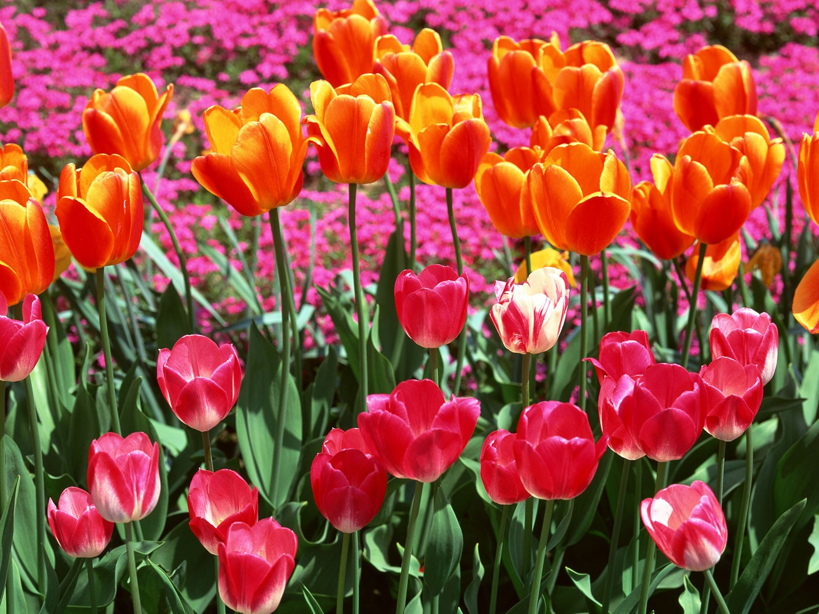 Tulip HD Tapety Album #7 - 1600x1200