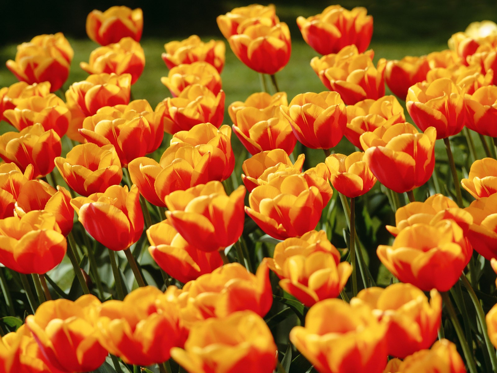 Tulip HD Wallpapers Album #8 - 1600x1200