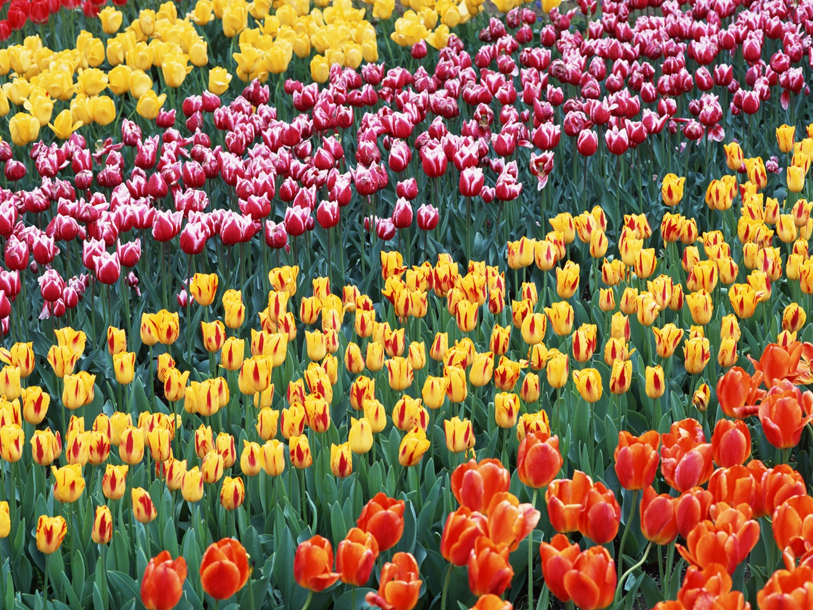 Tulip HD Wallpapers Album #11 - 1600x1200