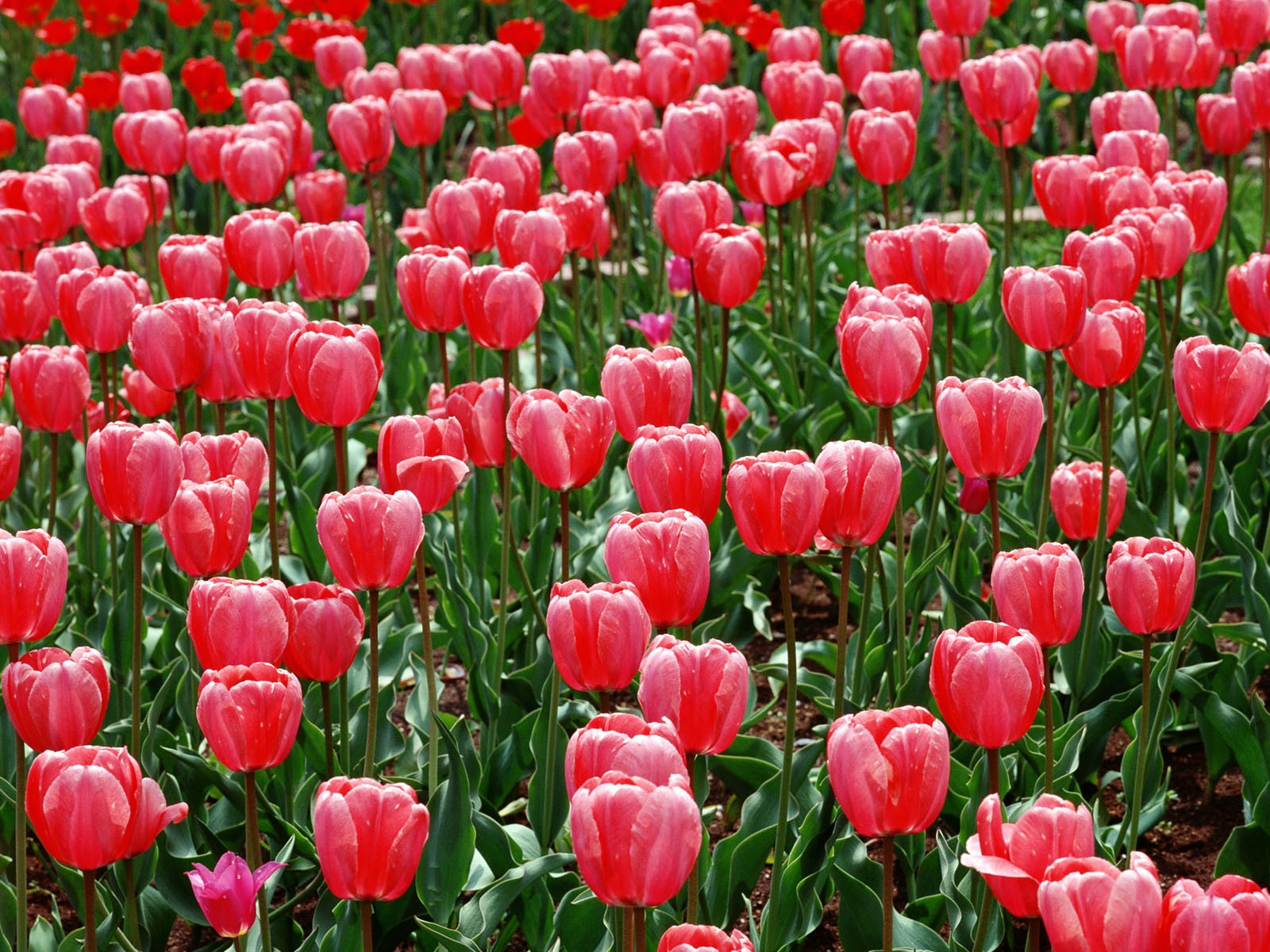 Tulip HD Wallpapers Album #12 - 1600x1200