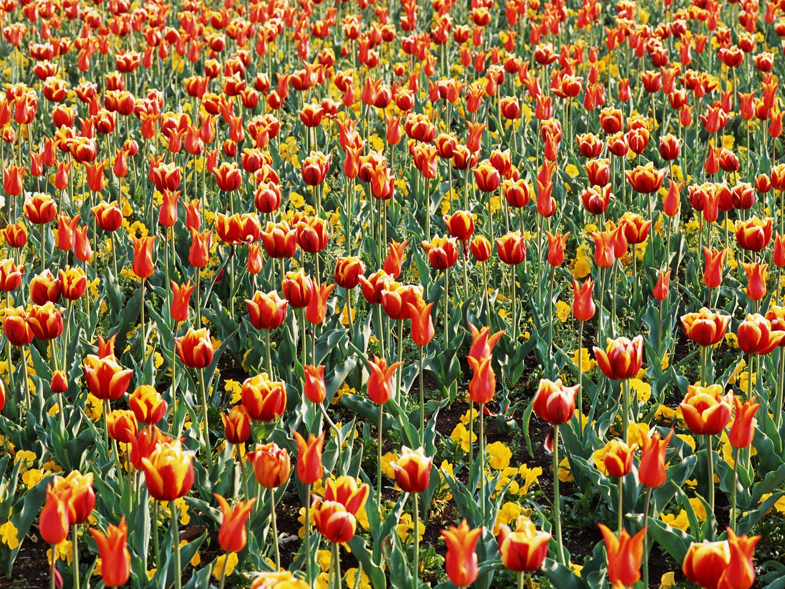 Tulip HD Wallpapers Album #15 - 1600x1200