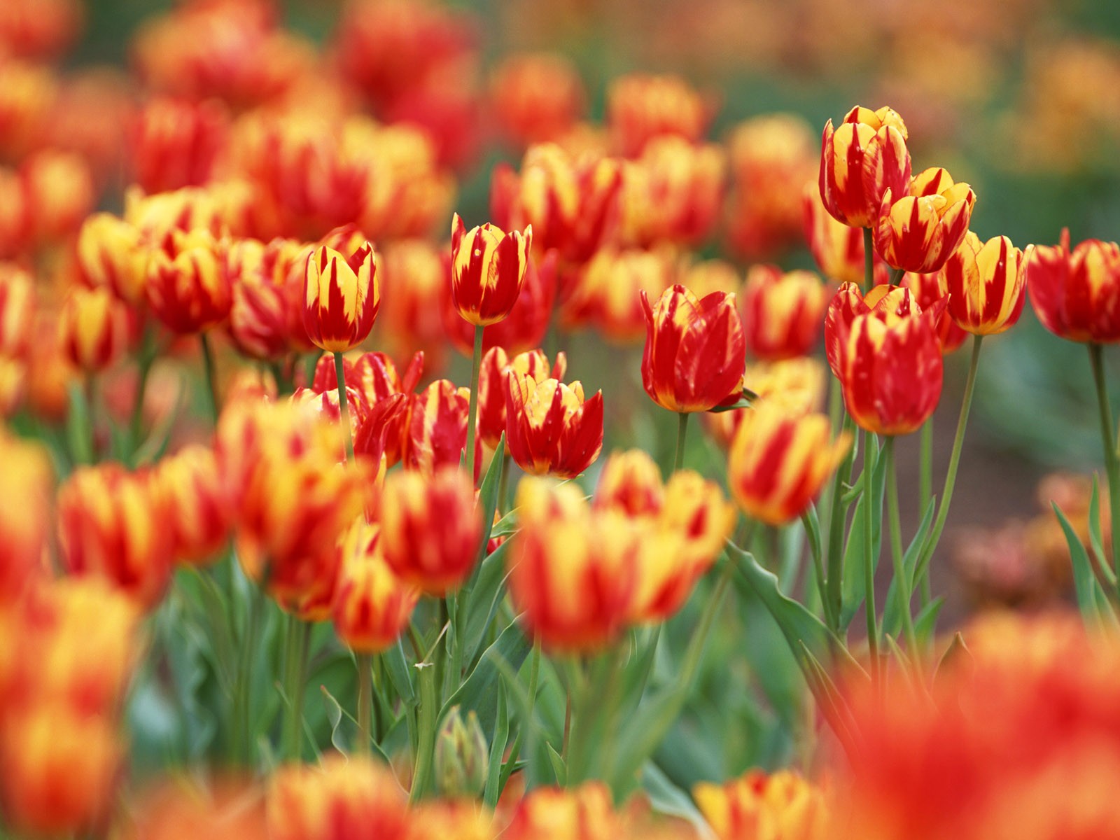 Tulip HD Wallpapers Album #16 - 1600x1200