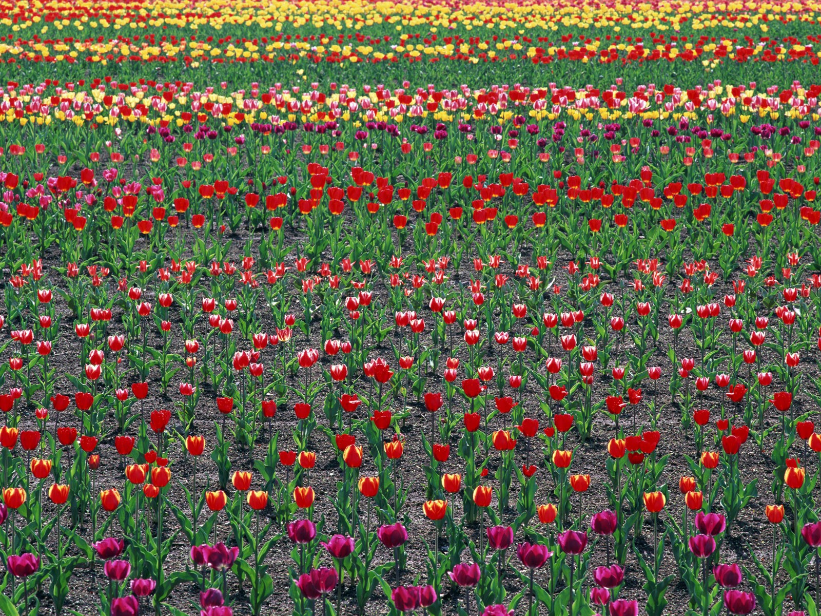 Tulip HD Wallpapers Album #18 - 1600x1200