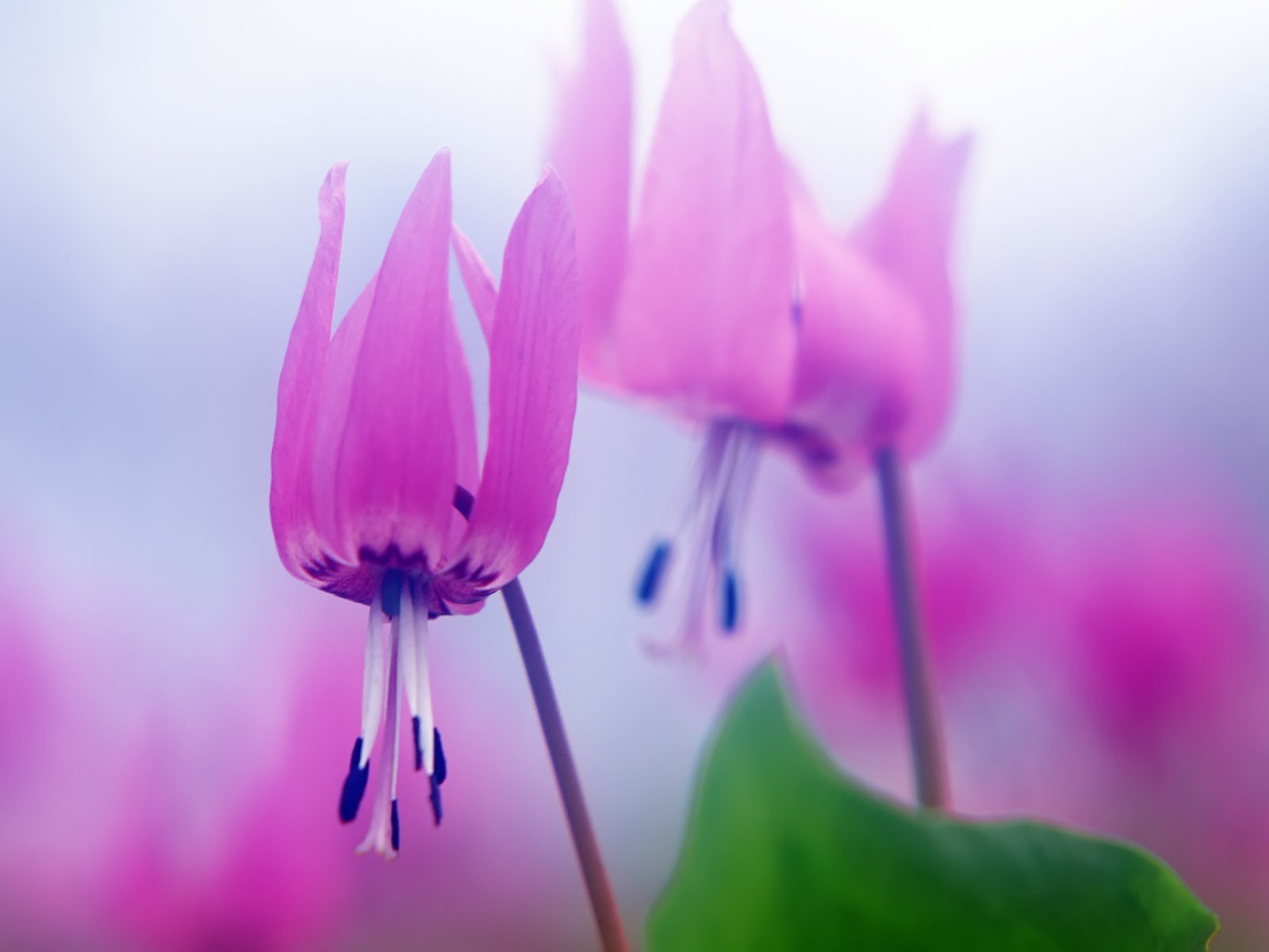 山花爛漫壁紙專輯 #4 - 1600x1200