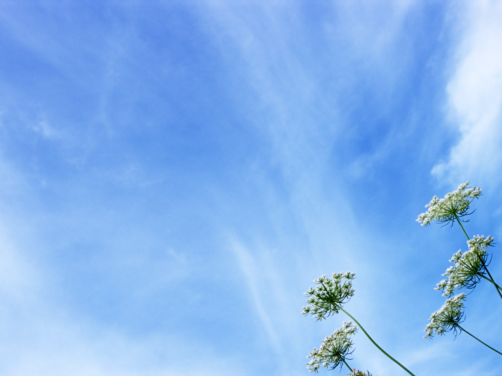 山花爛漫壁紙專輯 #5 - 1600x1200