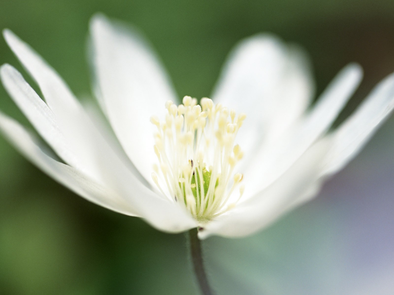 山花爛漫壁紙專輯 #24 - 1600x1200