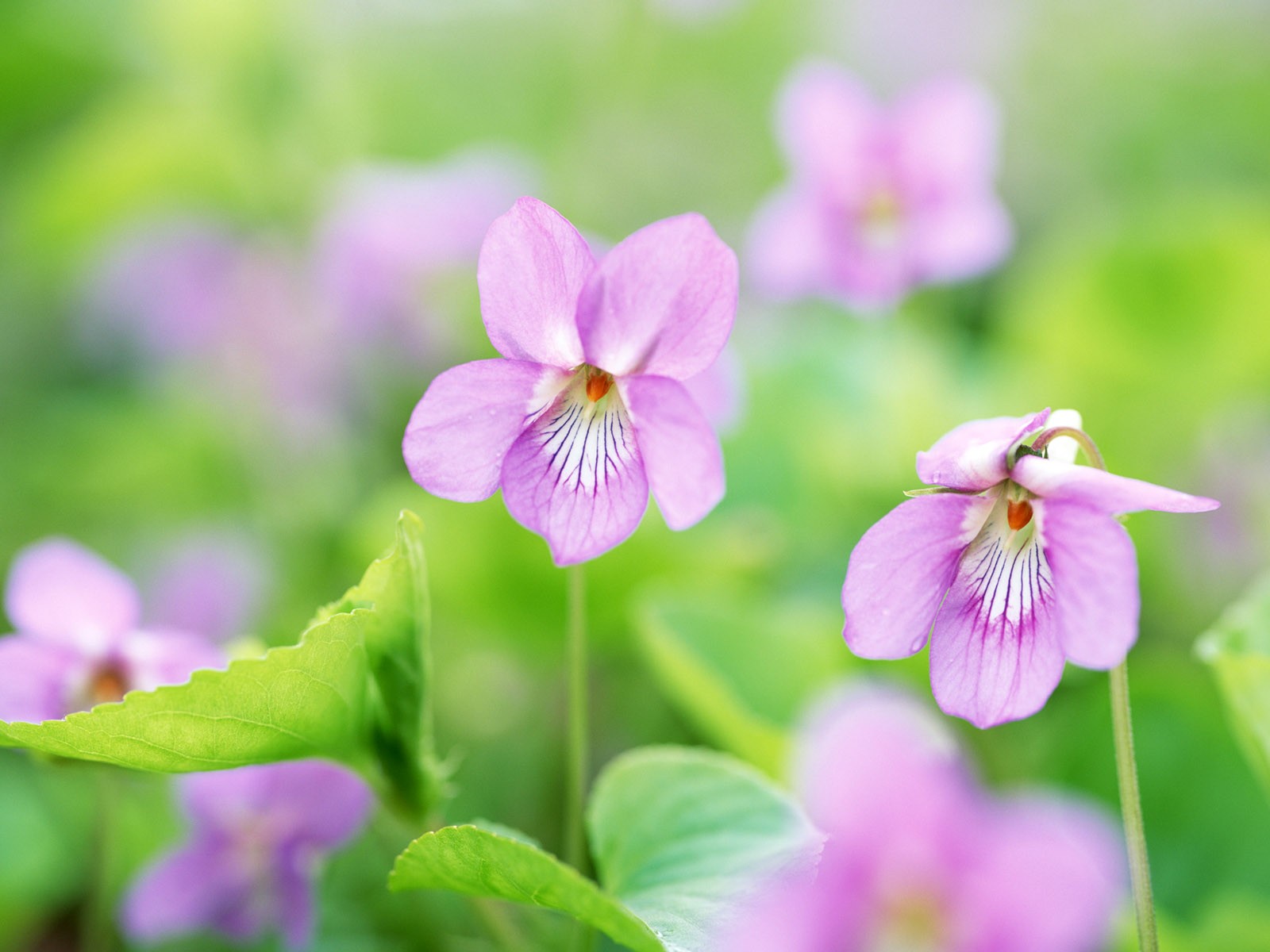 山花爛漫壁紙專輯 #28 - 1600x1200