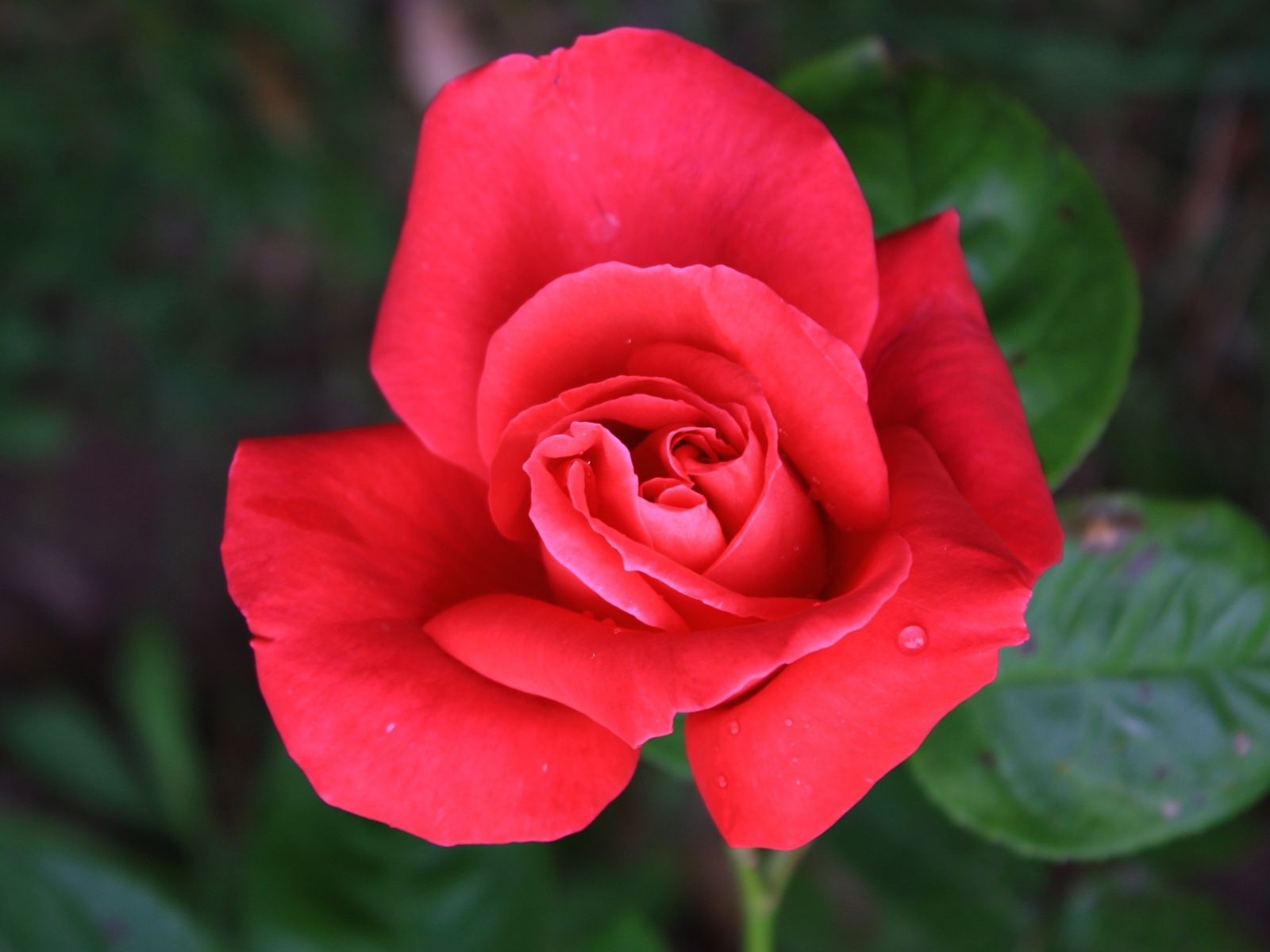 高清晰花朵壁紙 #6 - 1600x1200