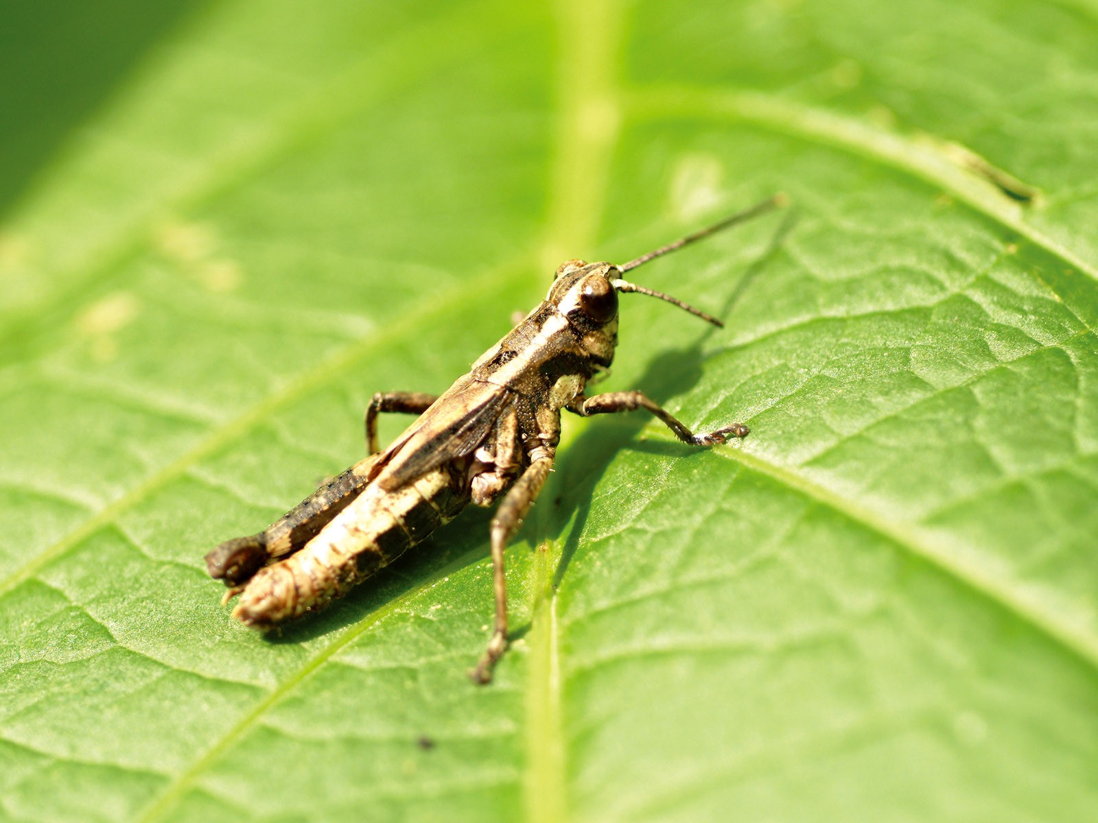 Insect Features (2) #3 - 1600x1200