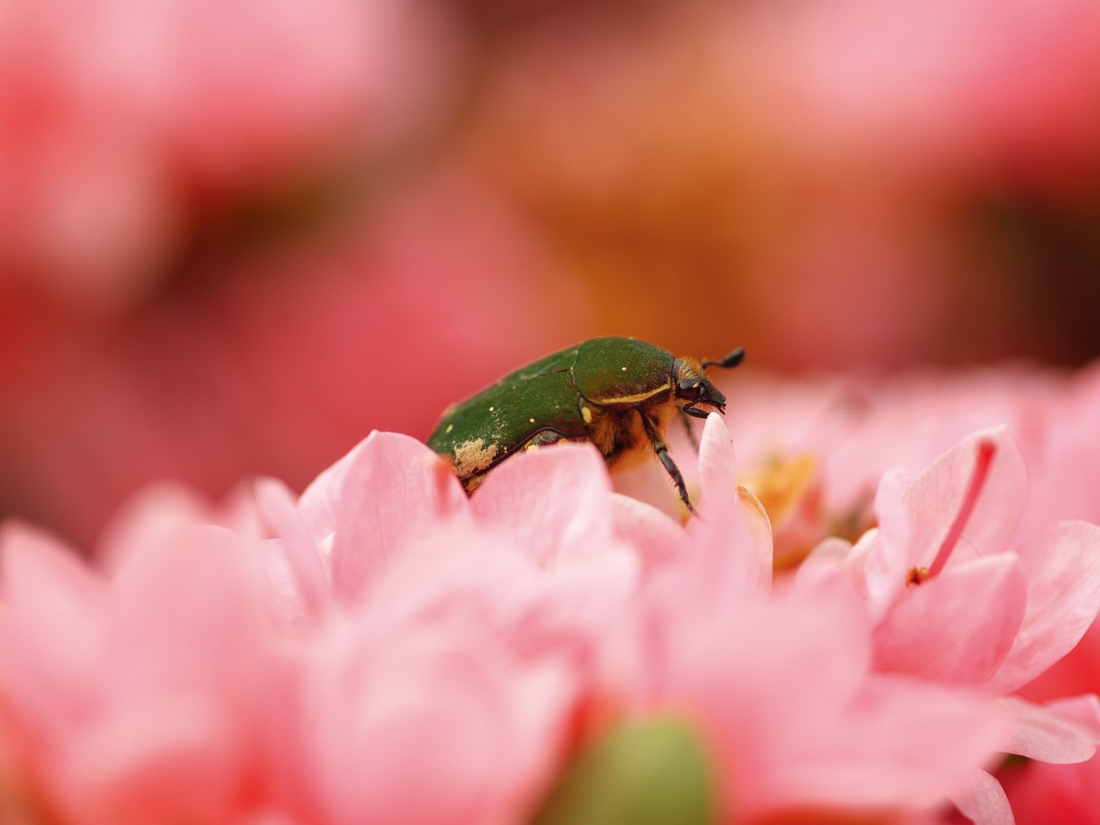 昆蟲特寫(二) #6 - 1600x1200