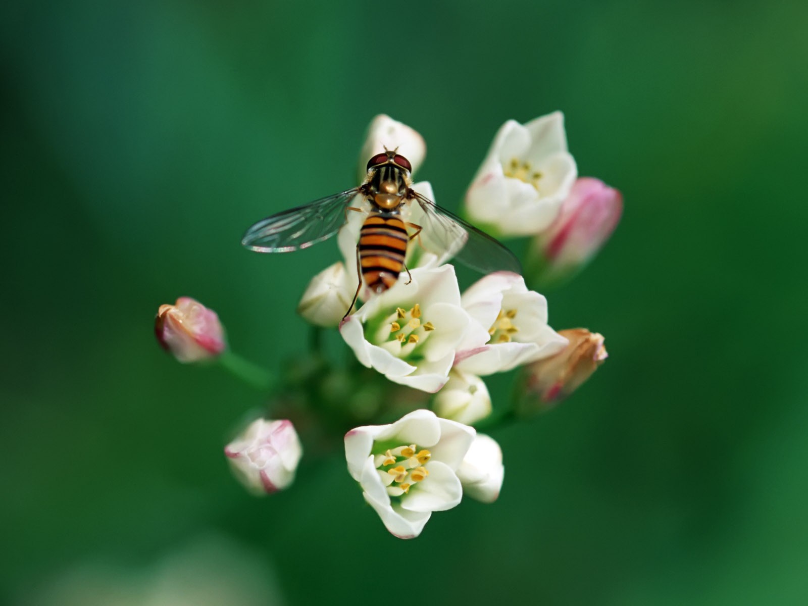 昆蟲特寫(二) #7 - 1600x1200