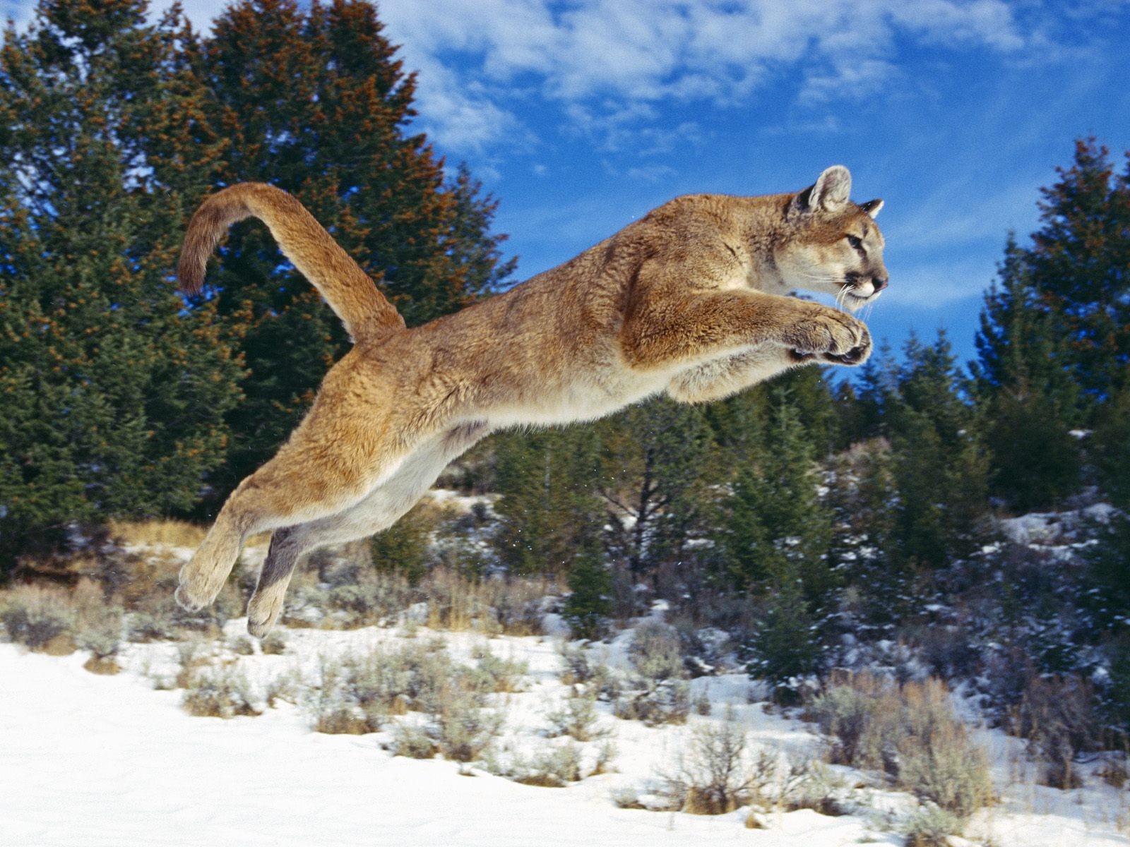 Animal Wallpaper Collection (4) #15 - 1600x1200