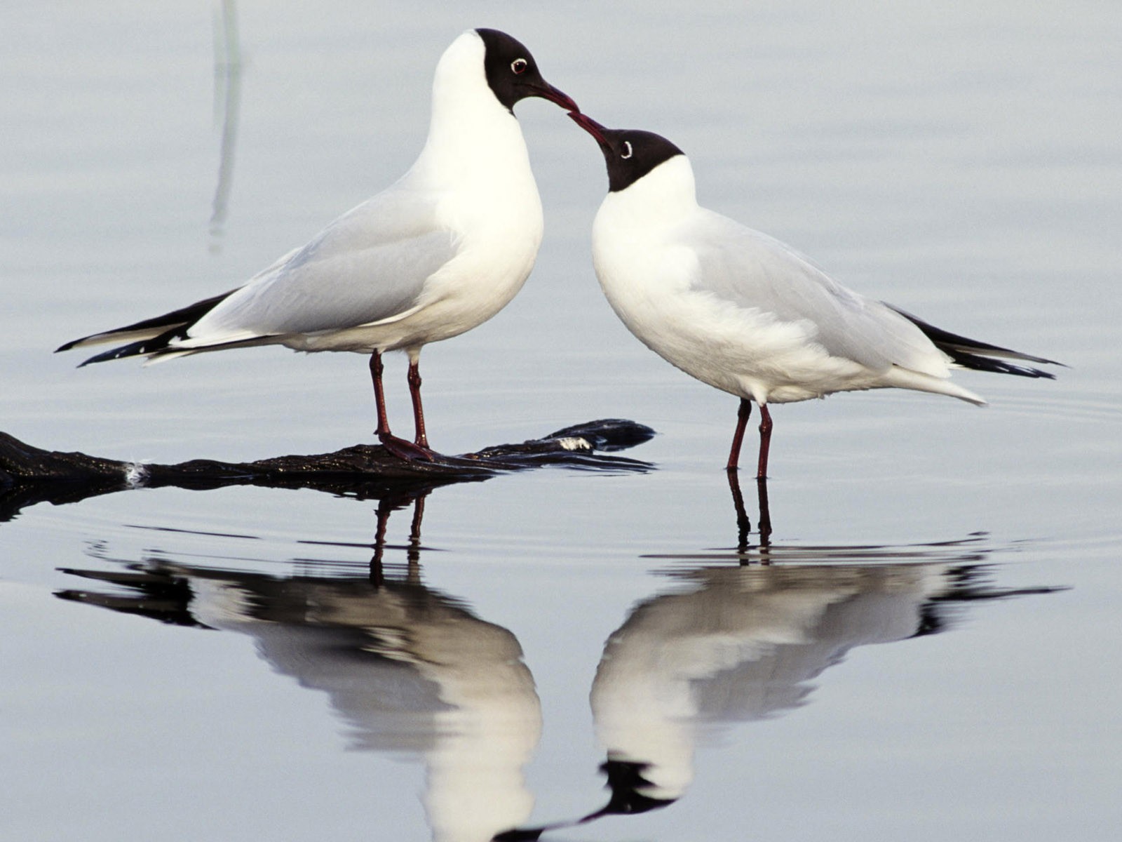 鳥類寫真高清壁紙 #3 - 1600x1200