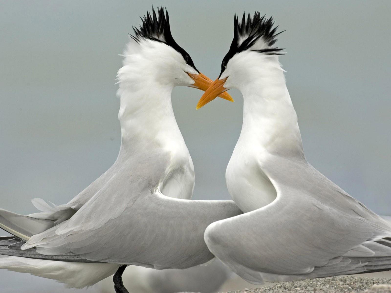 鳥類寫真高清壁紙 #4 - 1600x1200