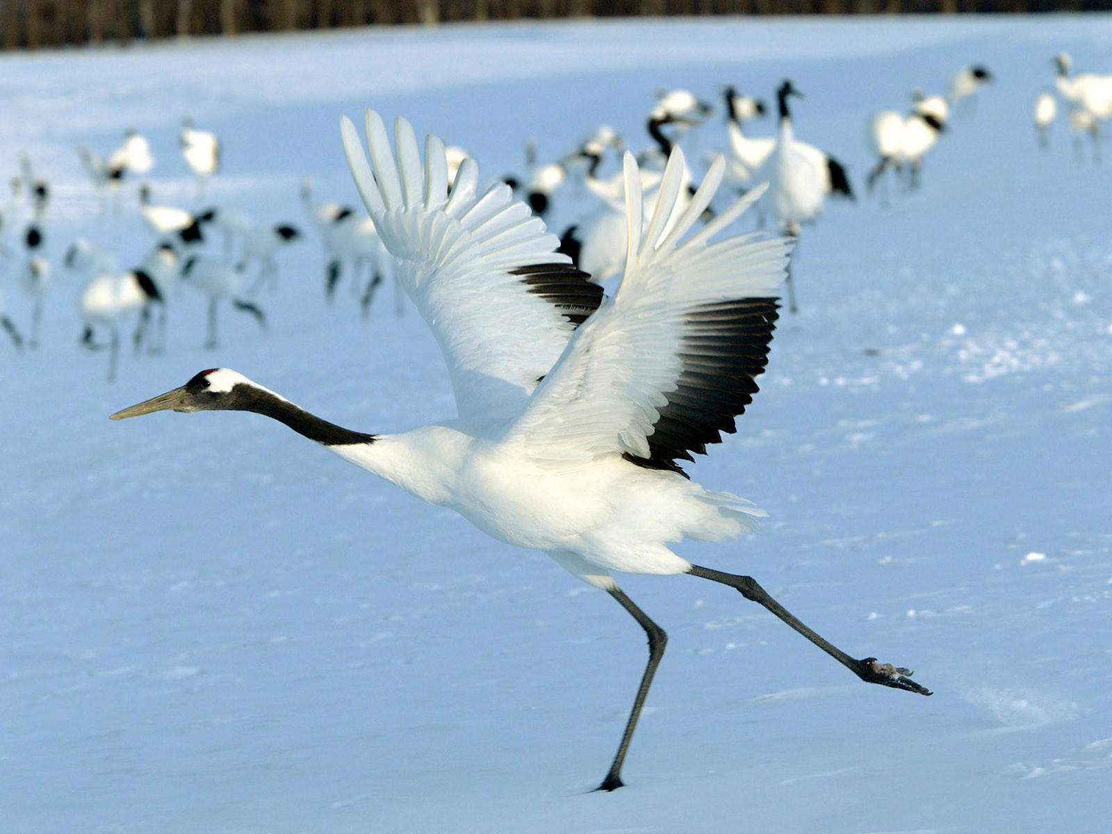 鳥類寫真高清壁紙 #8 - 1600x1200