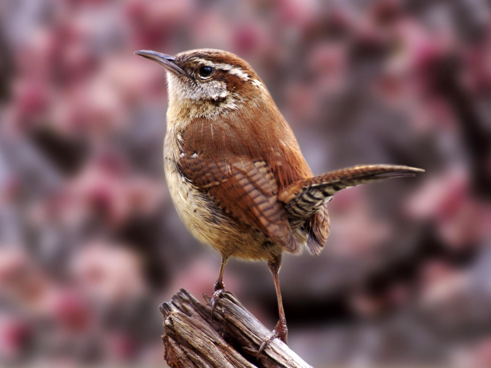 鳥類寫真高清壁紙 #16 - 1600x1200