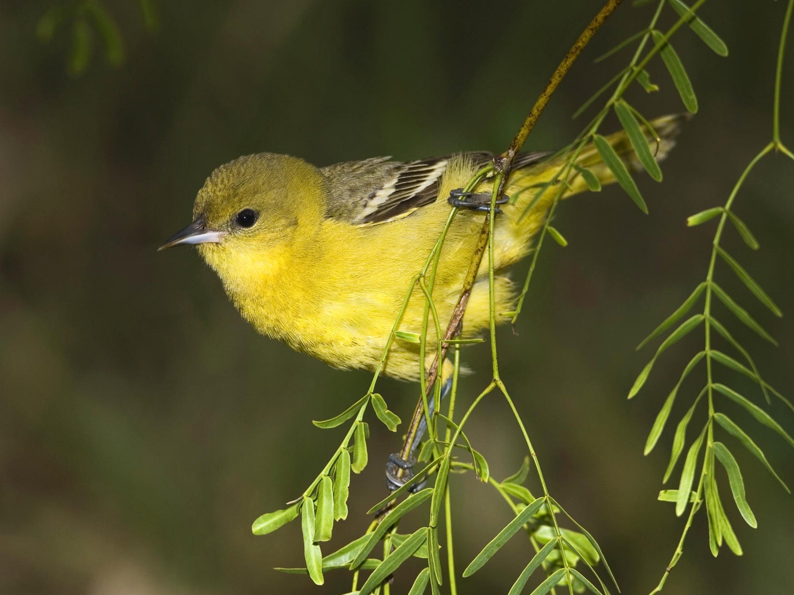 鳥類寫真高清壁紙 #26 - 1600x1200